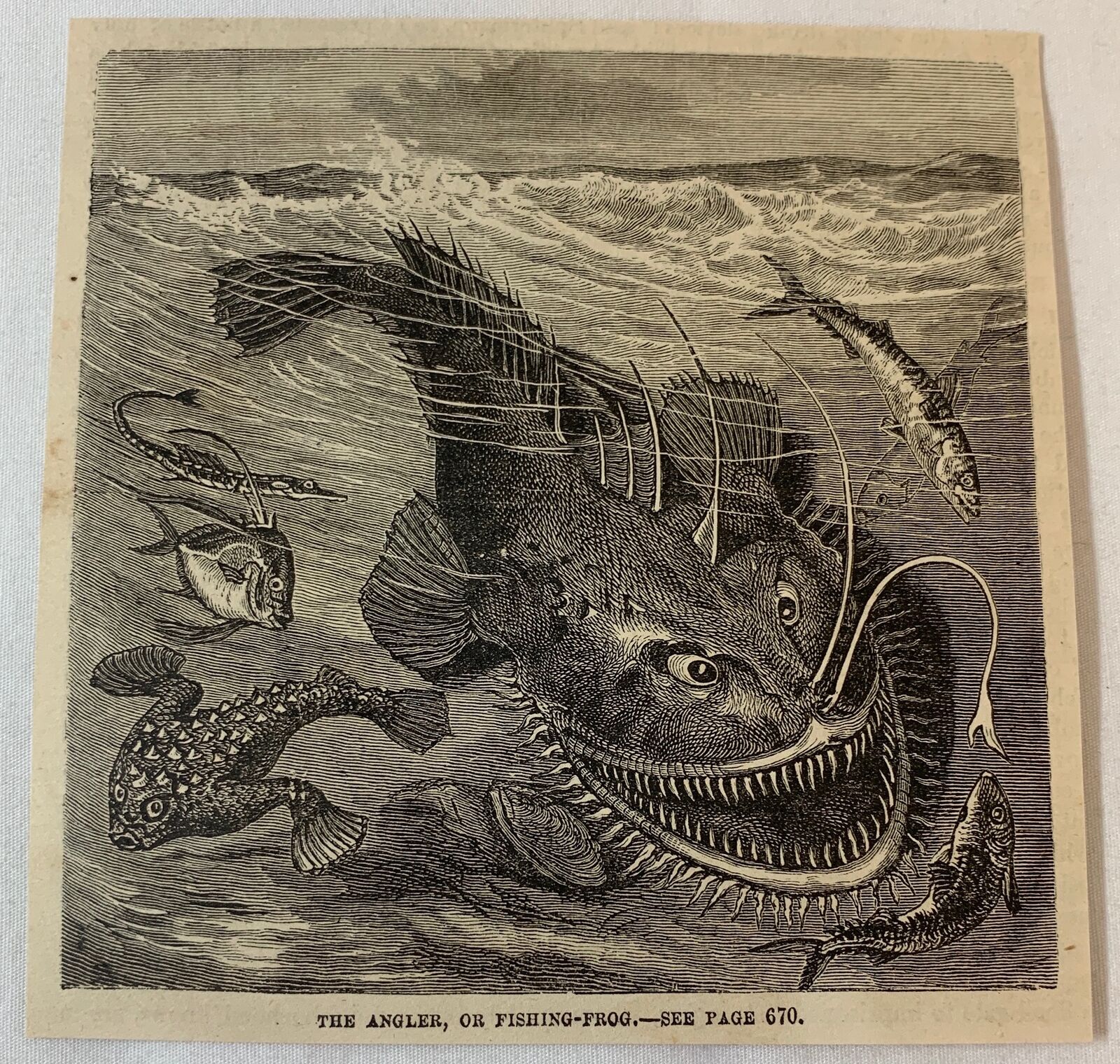 1877 magazine engraving~ THE ANGLER, OR FISHING FROG