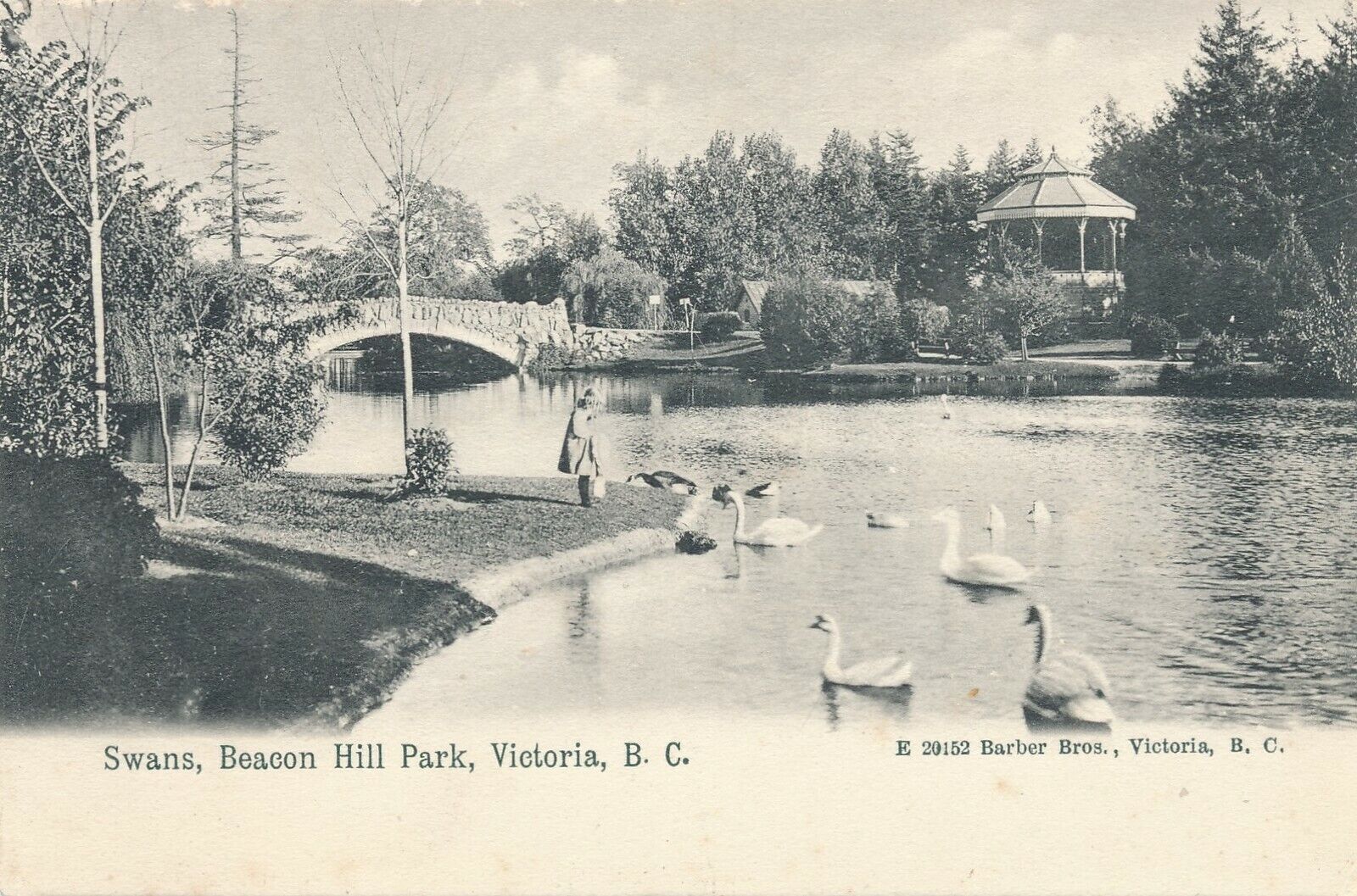 VICTORIA BC – Beacon Hill Park Swans - udb (pre 1908)