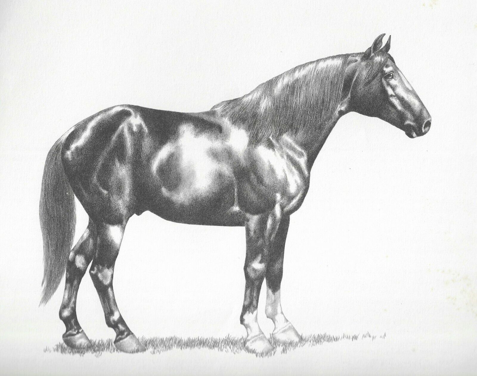 Missouri Fox Trotter - 1969 Illustrated Horse Print