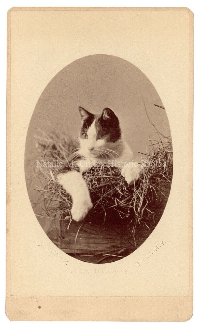 19thc Polydactyl Victorian Cat Studio Pet Portrait CDV Photo
