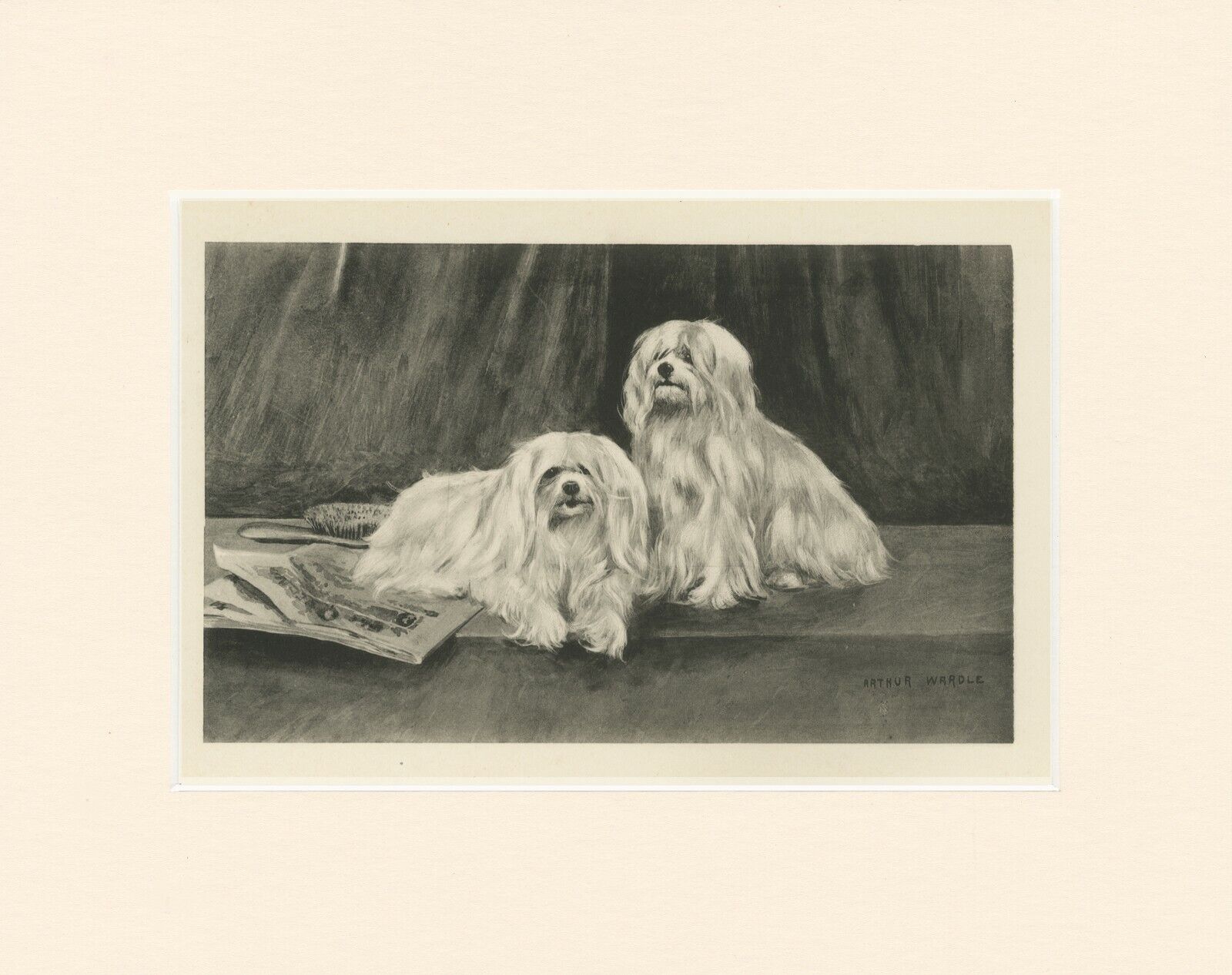 MALTESE RARE 1897 ANTIQUE DOG PRINT by ARTHUR WARDLE READY MOUNTED