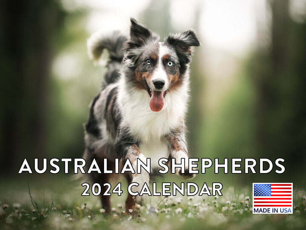 Australian Shepherd 2024 Wall Calendar Monthly