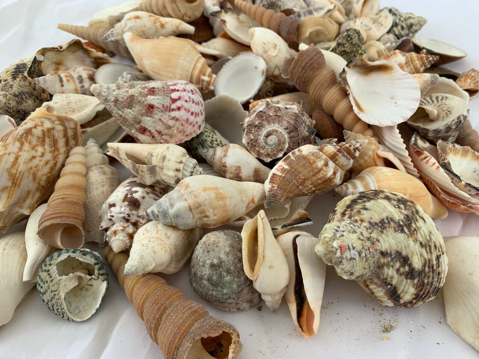 2 lbs. Large Indo Seashells Sea Shells Best Price  