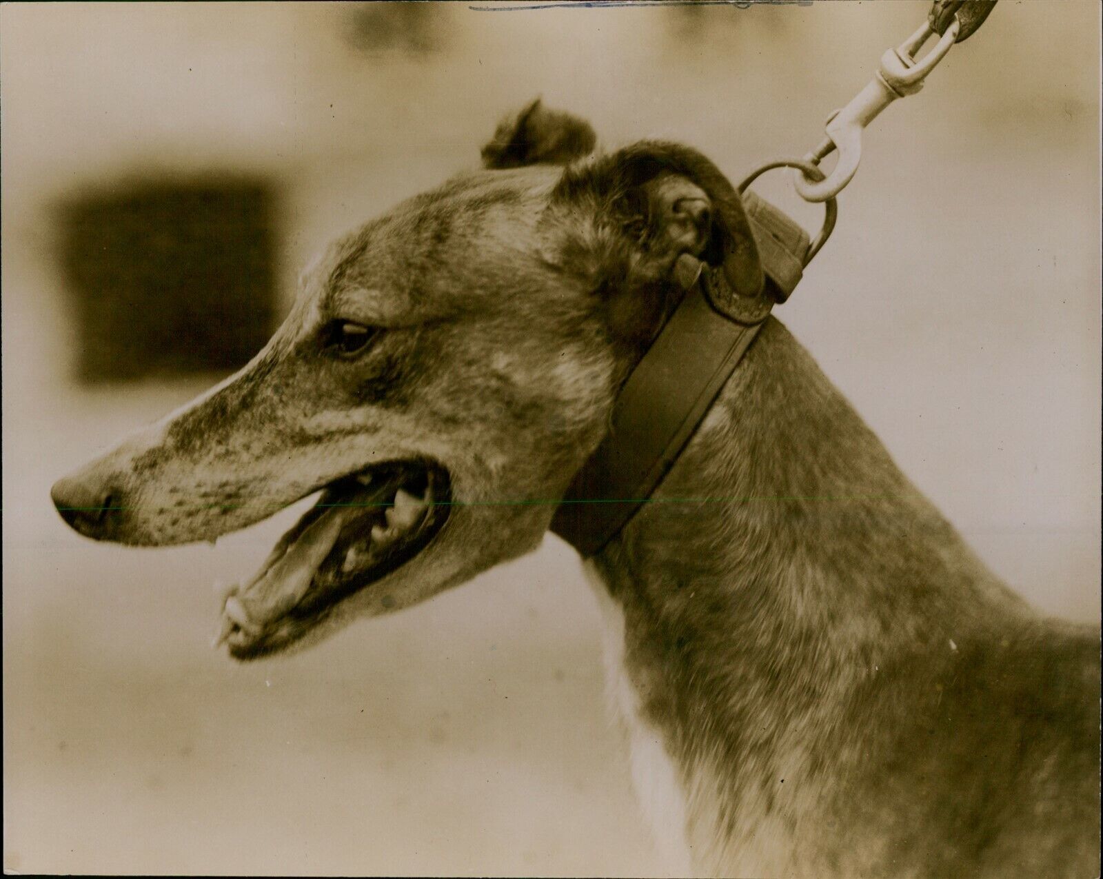 GA51 Original Underwood Photo GREYHOUND Beautiful Racing Dog on Leash Canine