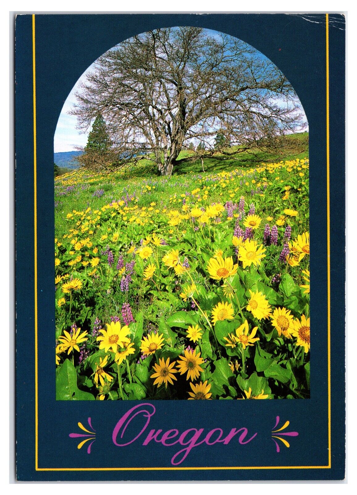 Vintage 1990s - Flowering Countryside - Oregon Postcard (UnPosted)
