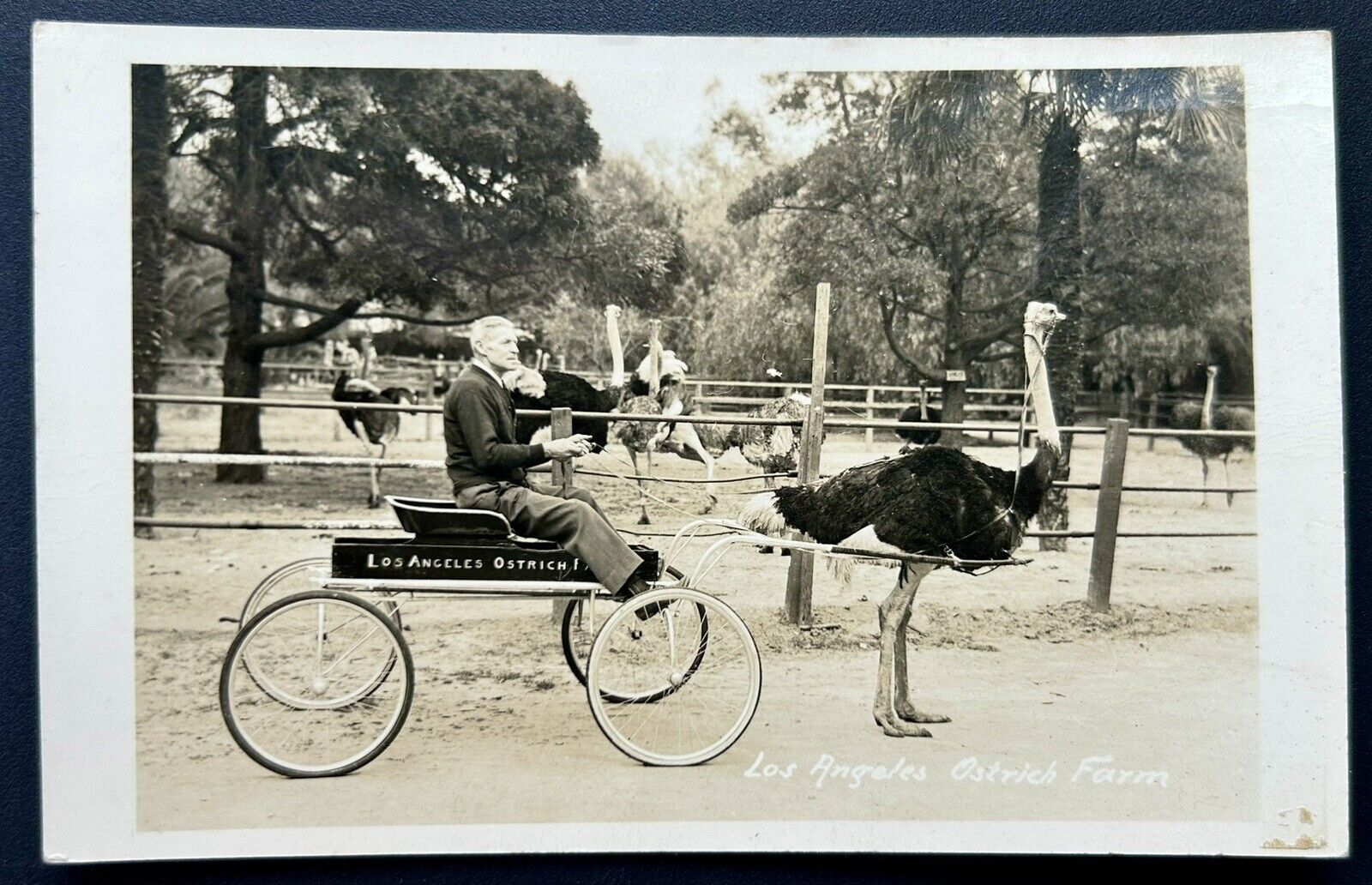Los Angeles Ostrich Farm Real Photo Postcard. RPPC.