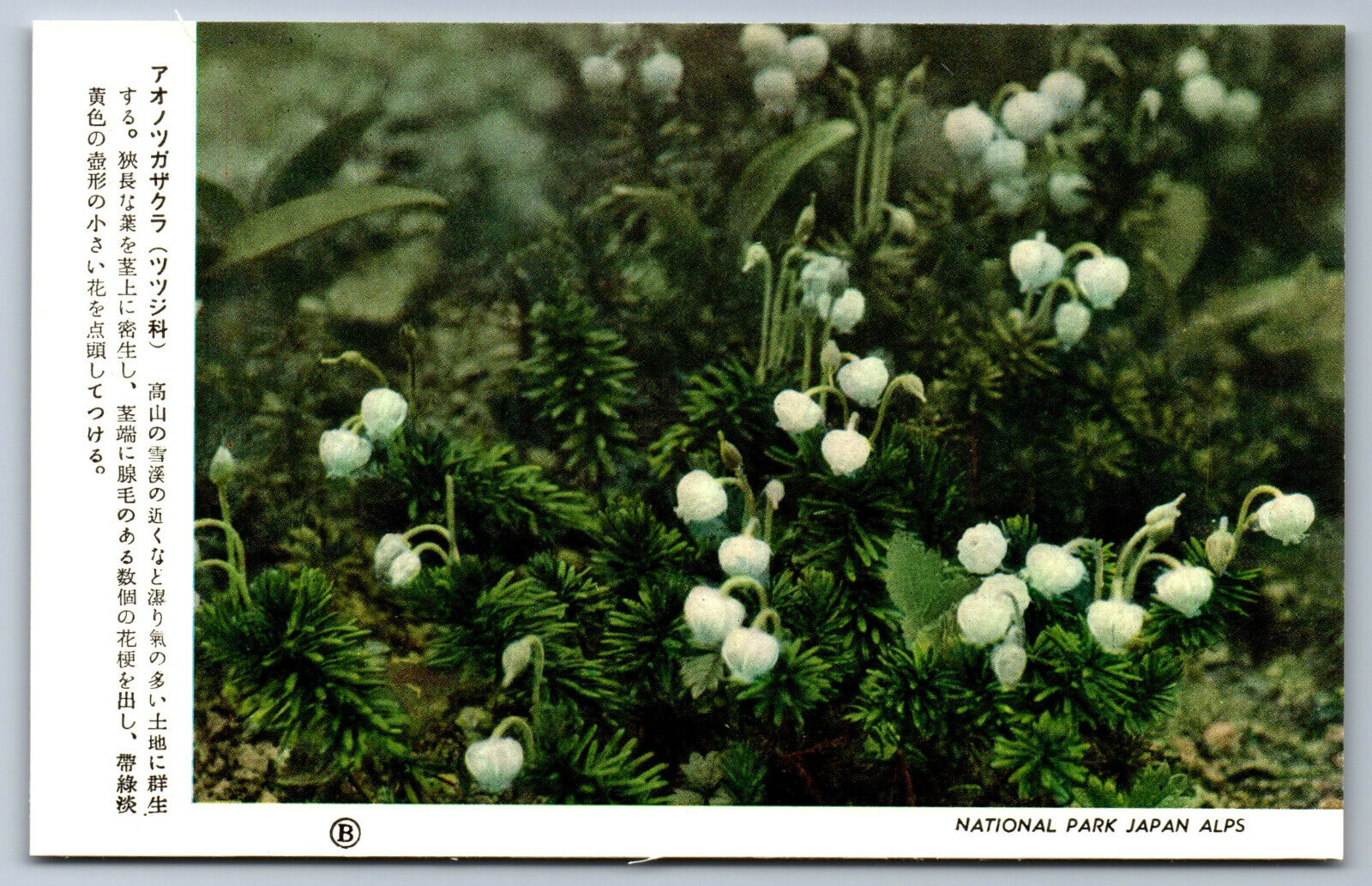 Postcard Japan c1950s Mountain Heather Flowers Chubu Sangaku National Park BA11