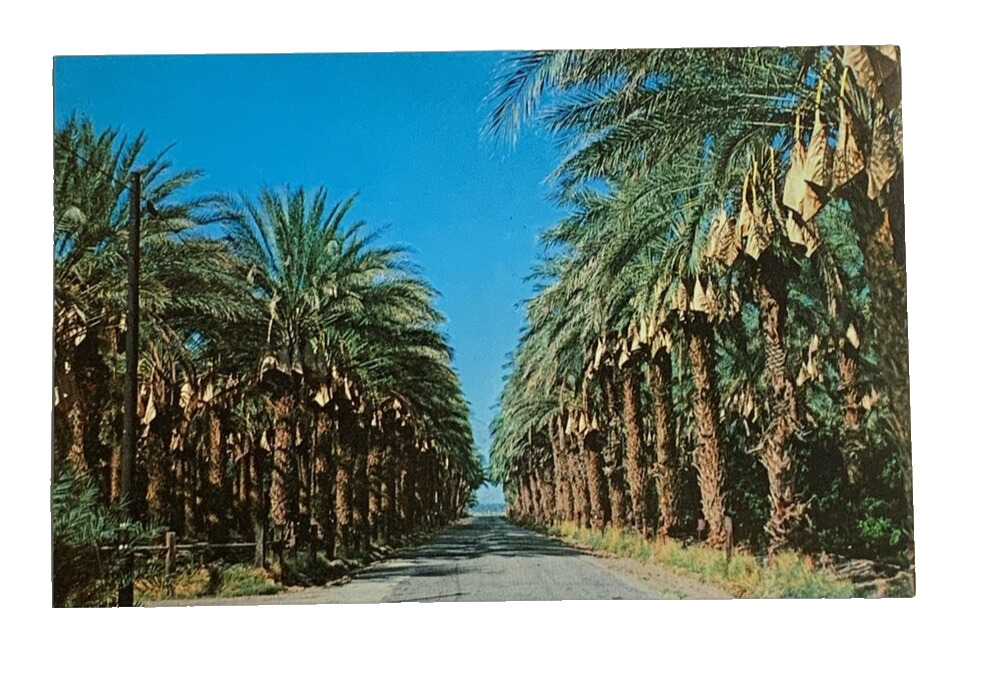 Date Harvest Time Los Angeles California Postcard Unposted