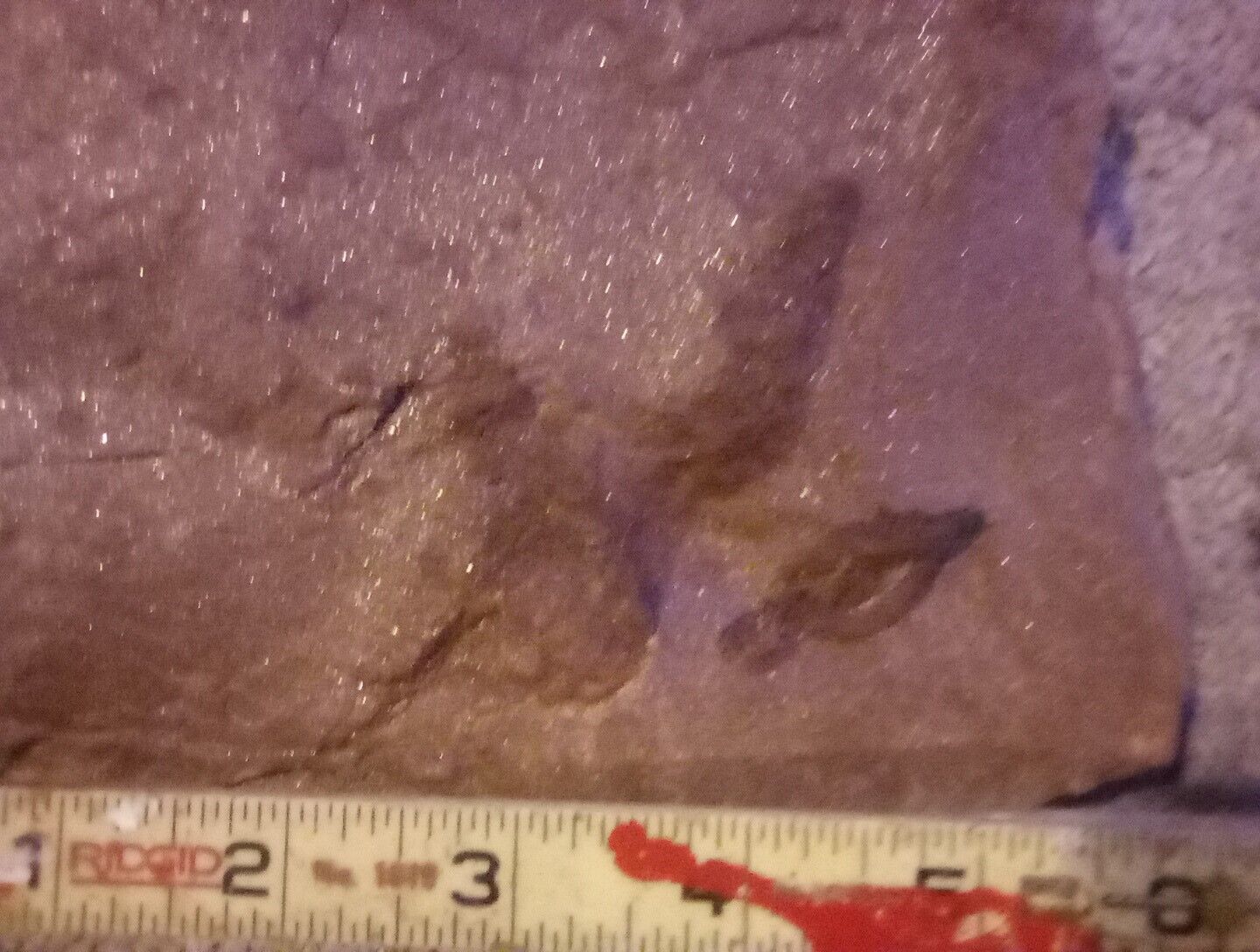 FOSSIL Dinosaur Footprint Track Fossil GRALLATOR Authentic Genuine NJ