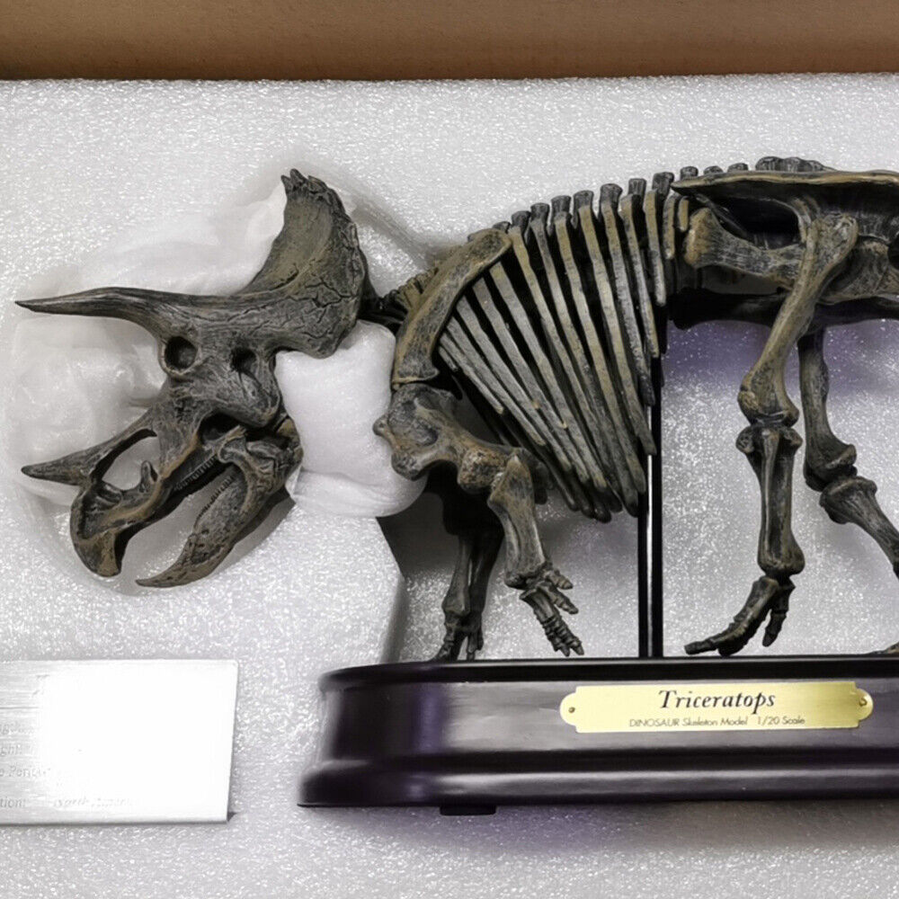 Triceratops Sterrholophus Marsh Dinosaur Statue Skeleton Model Display Special