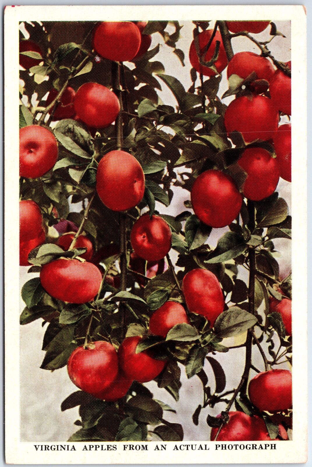 VINTAGE POSTCARD VIRGINIA APPLES IN SPENDOR AS TAKEN FROM A PHOTOGRAPH 1920s