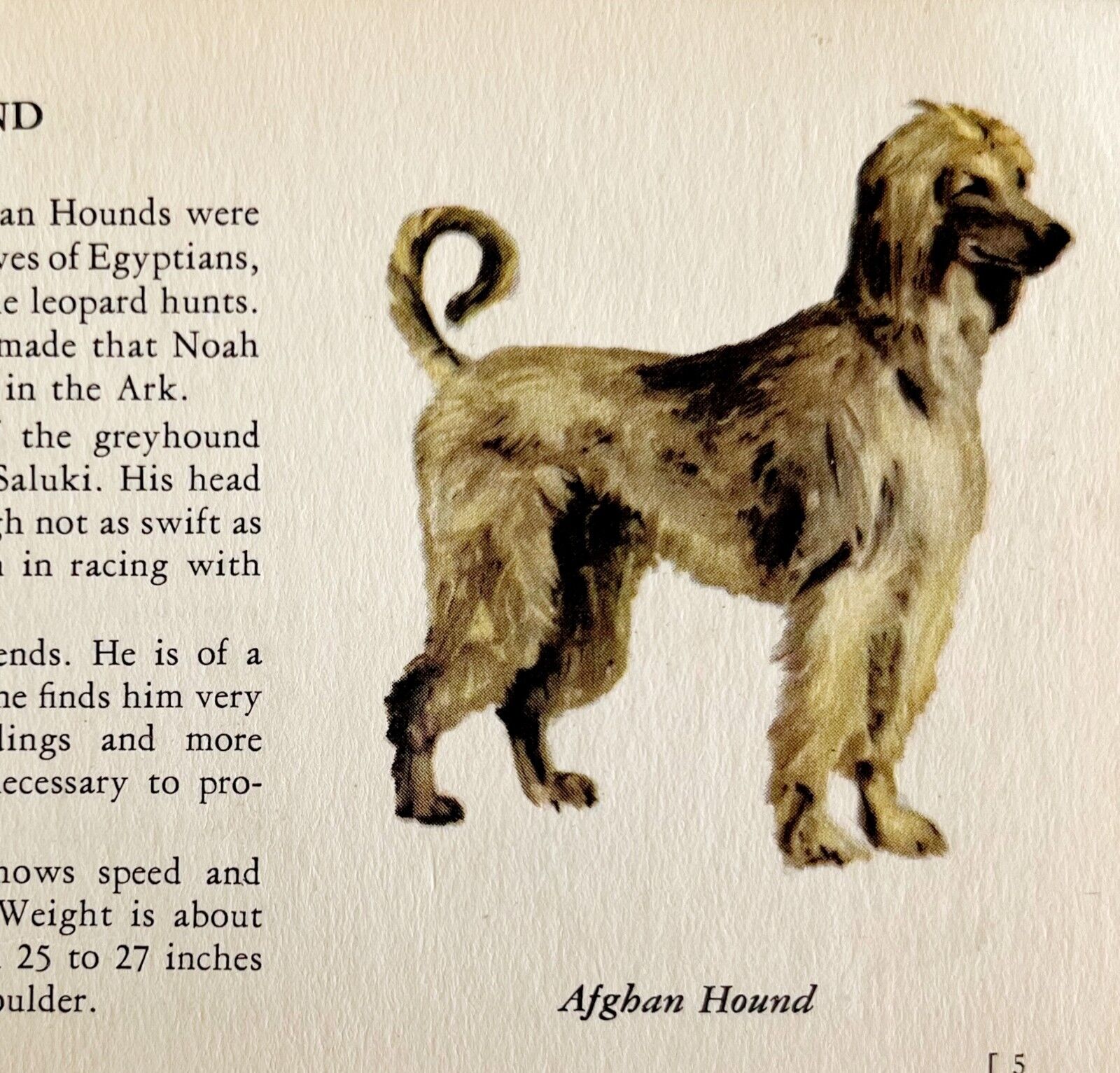 Afghan Hound 1939 Dog Breed Art Ole Larsen Color Plate Print Antique PCBG17