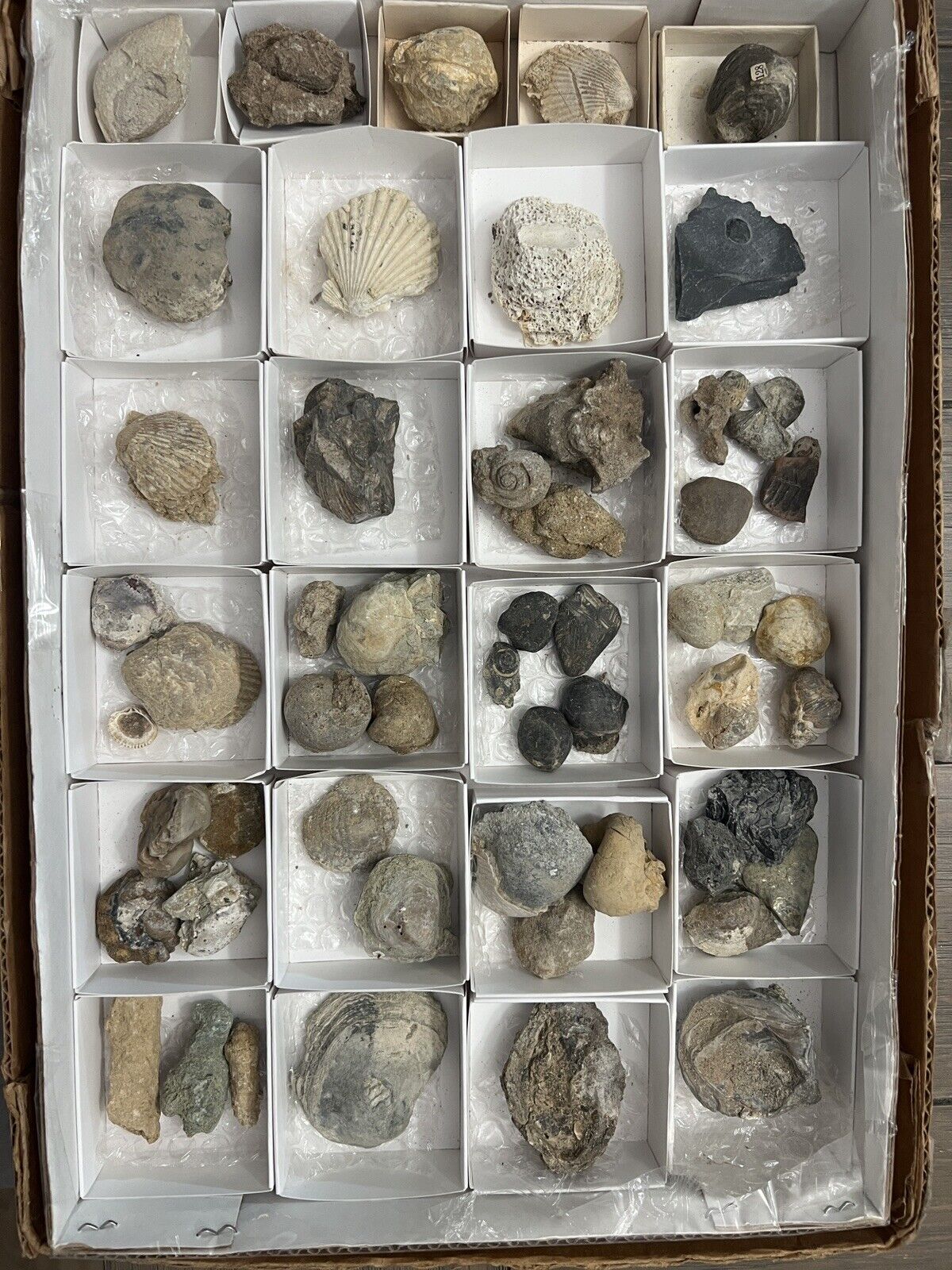 over 50 fossil flat super awesome fossil rocks lavic jasper agate shells fugulri