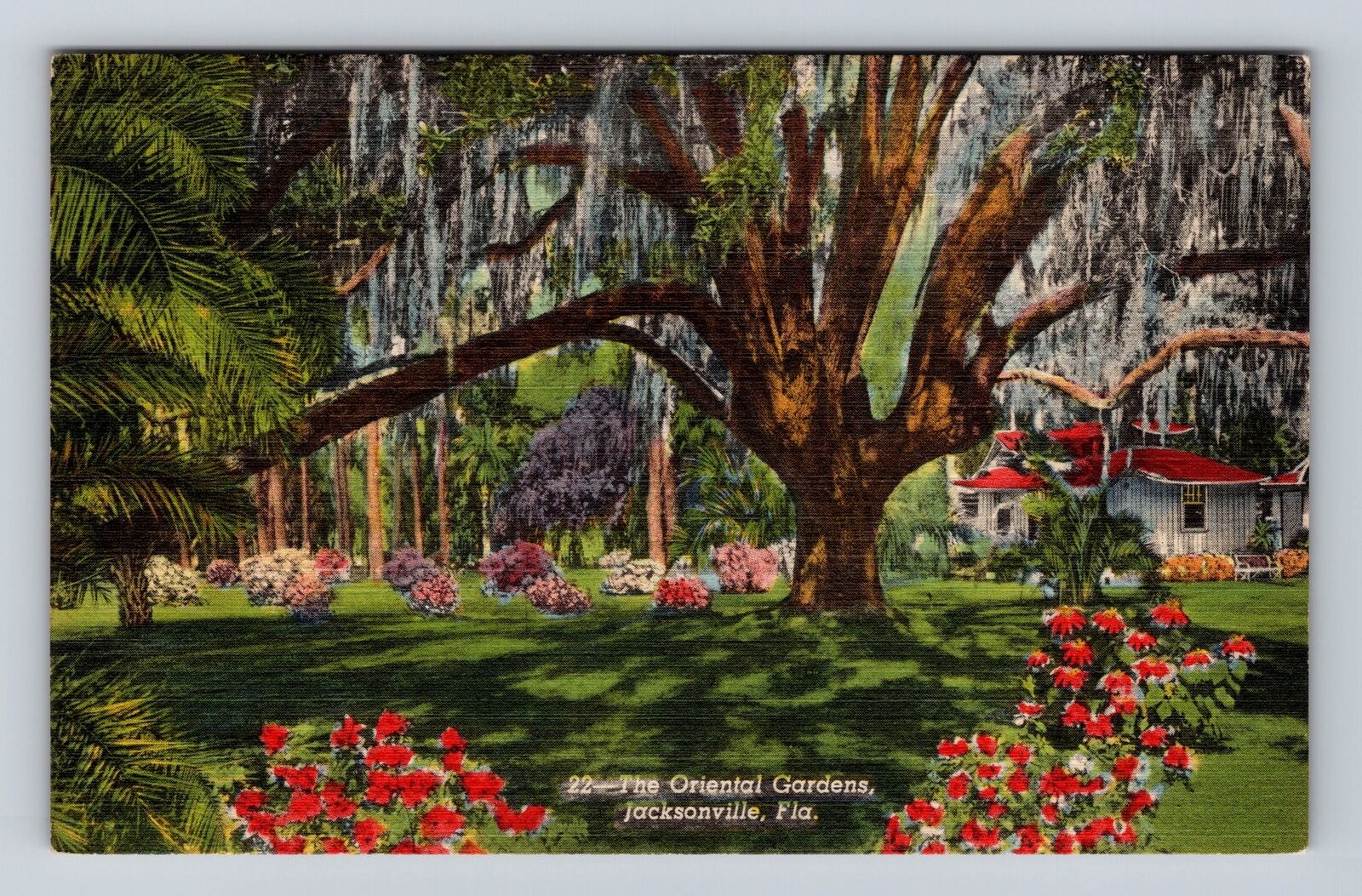 Jacksonville FL-Florida, Oriental Gardens Spanish Moss Oak Tree Vintage Postcard