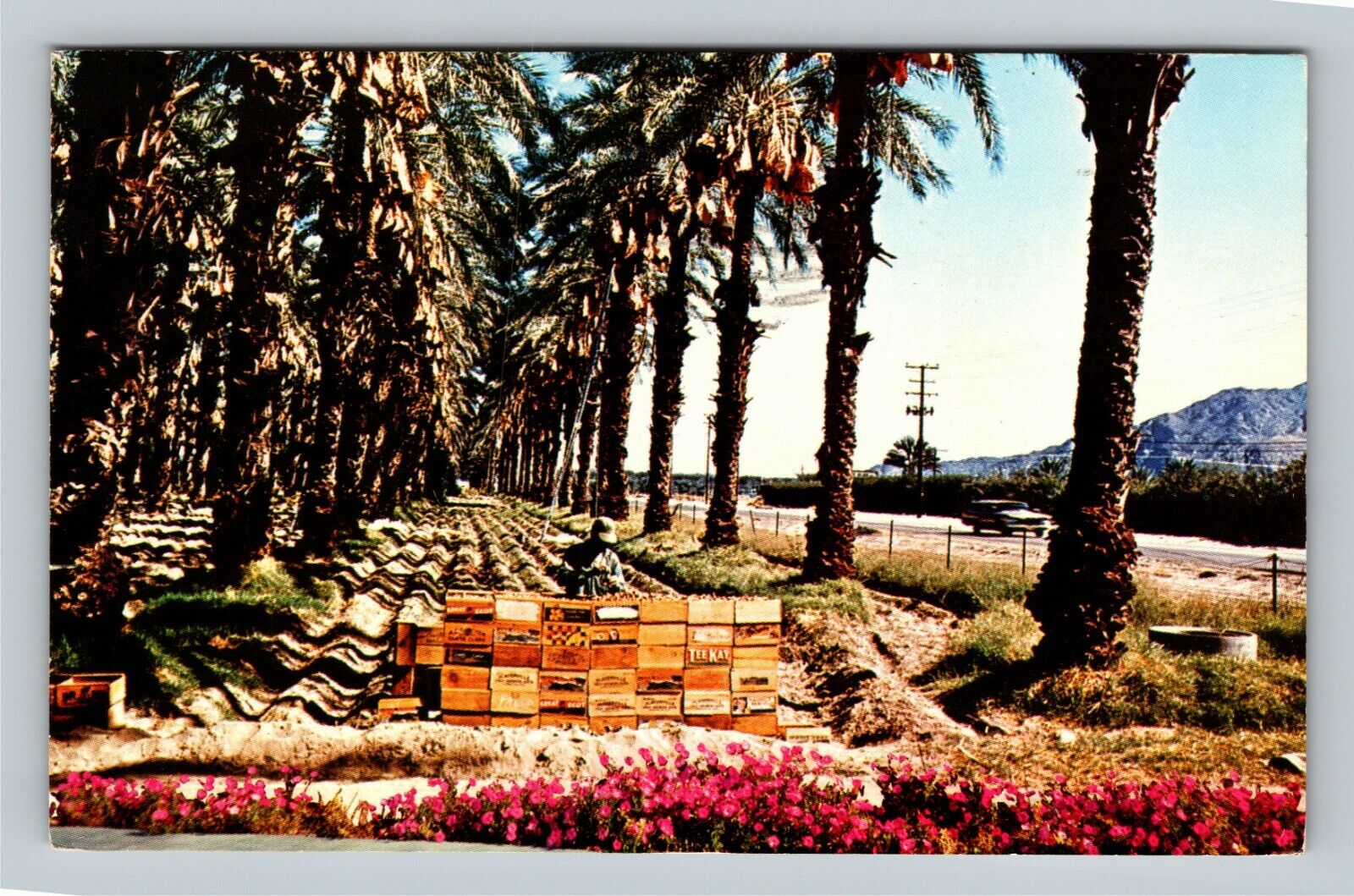 Indio CA, Date Harvest, Scenic Coachella Valley, California Vintage Postcard