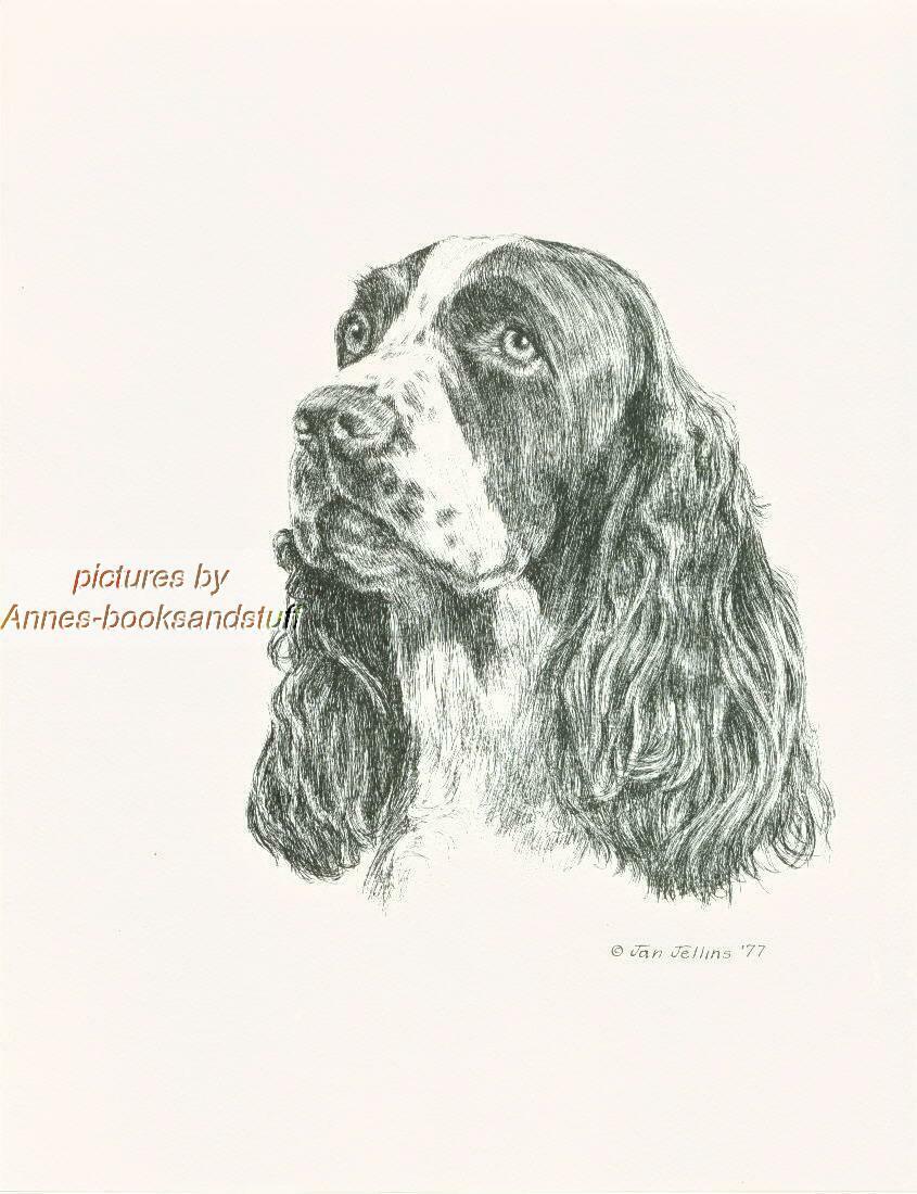 #157 ENGLISH SPRINGER SPANIEL dog art print * Pen and ink drawing by Jan Jellins