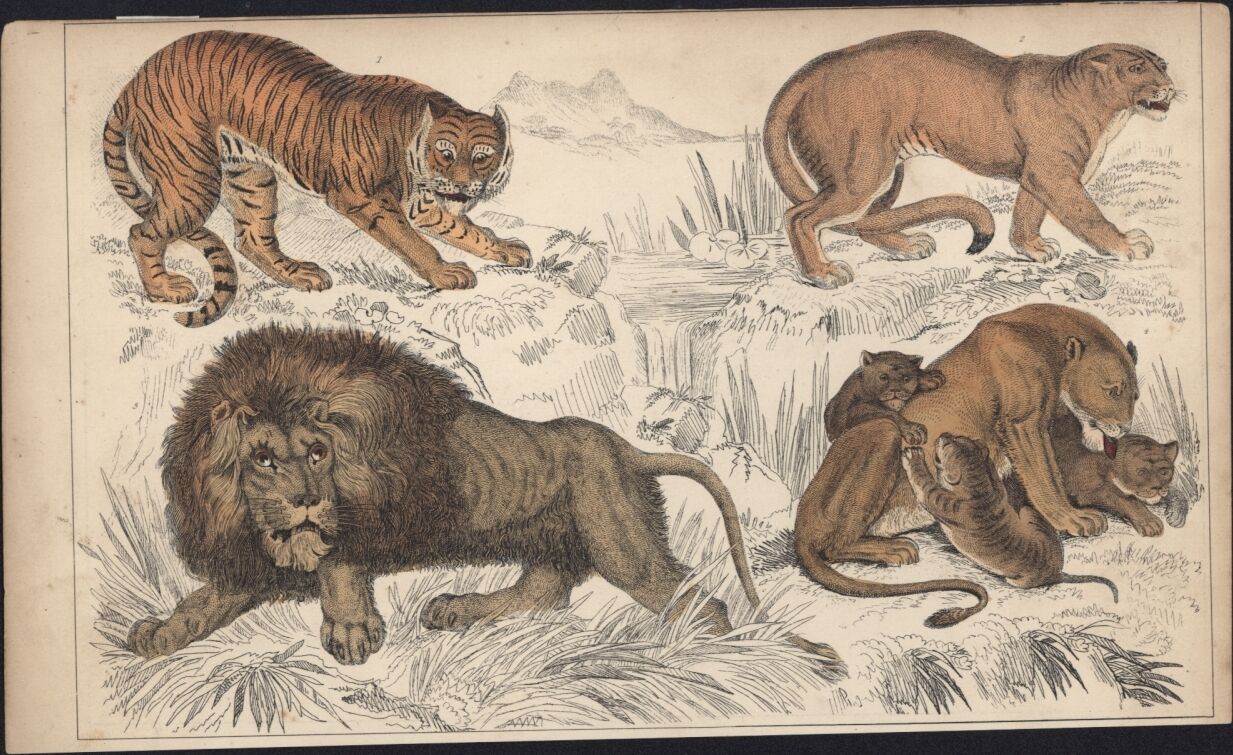 1830 Goldsmith Antique Print of  Big Cats Tiger, Puma, Lion & Lioness