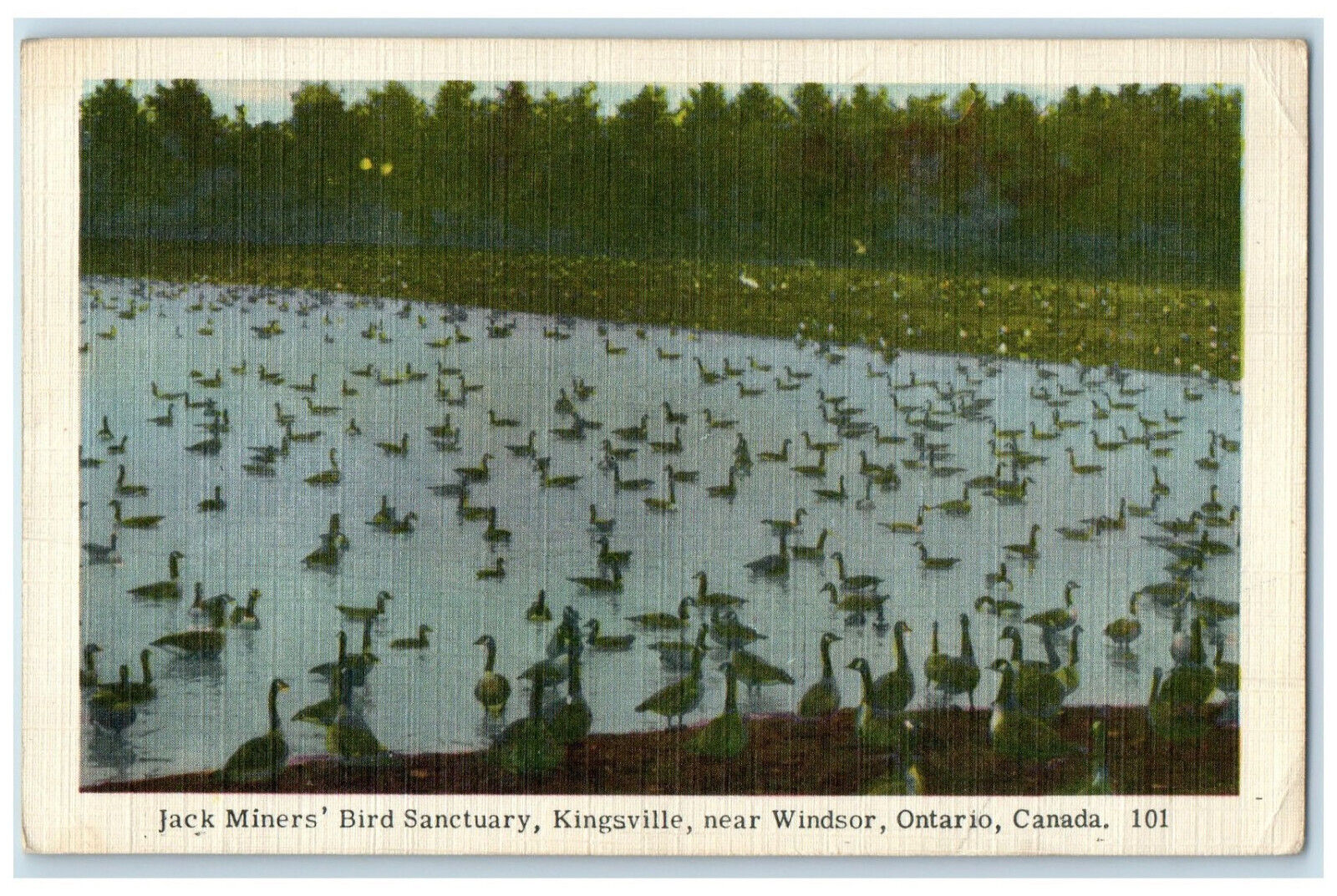 c1940's Jack Miner's Bird Sanctuary Kingsville Ontario Canada Unposted Postcard