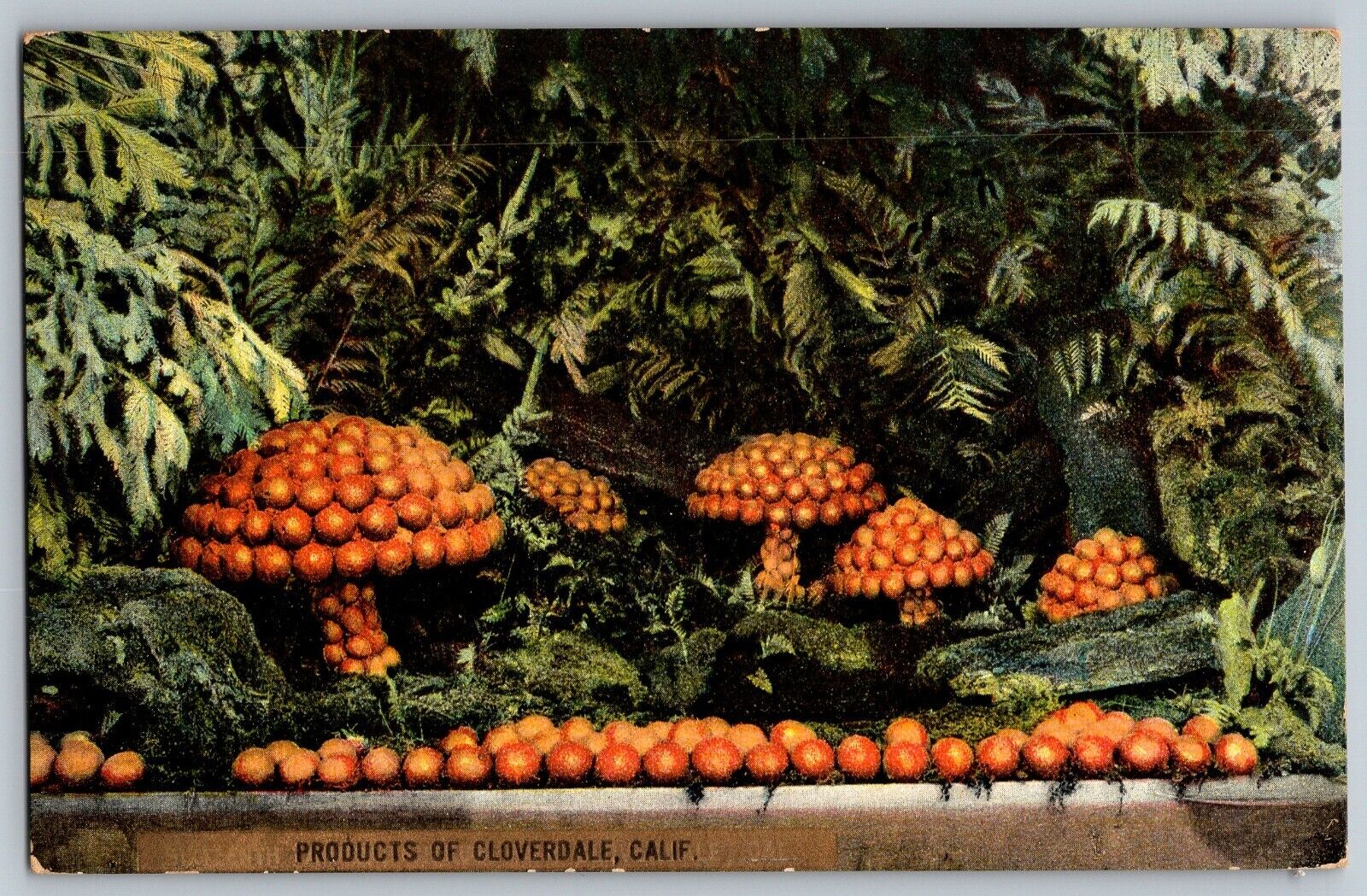 Cloverdale, California - Oranges - Product of Cloverdale - Vintage Postcard