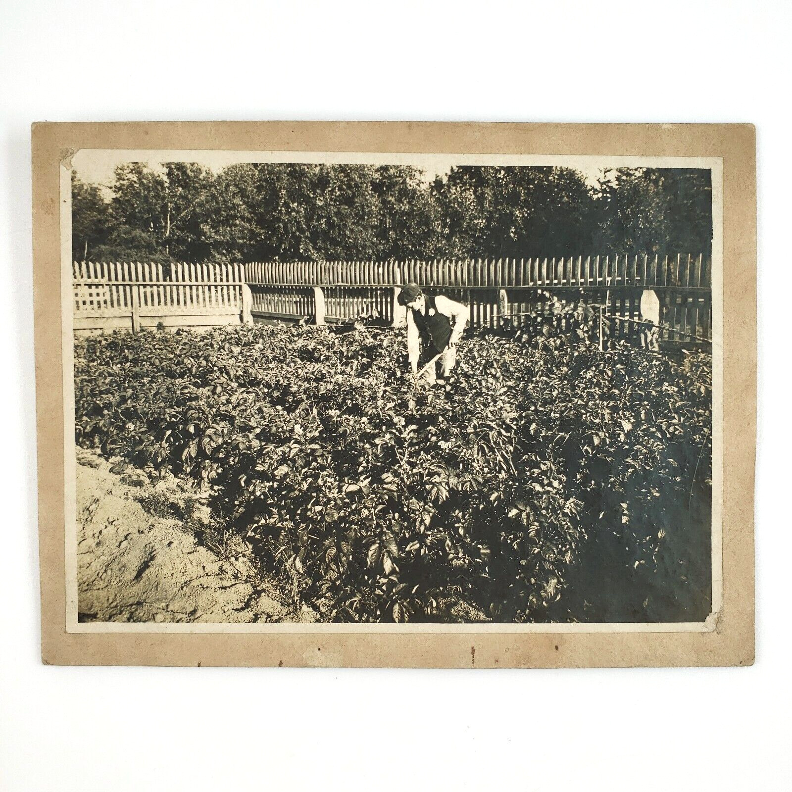 Boy Shoveling Garden Plot Photo c1895 Antique Card-Mounted Child Gardener B584