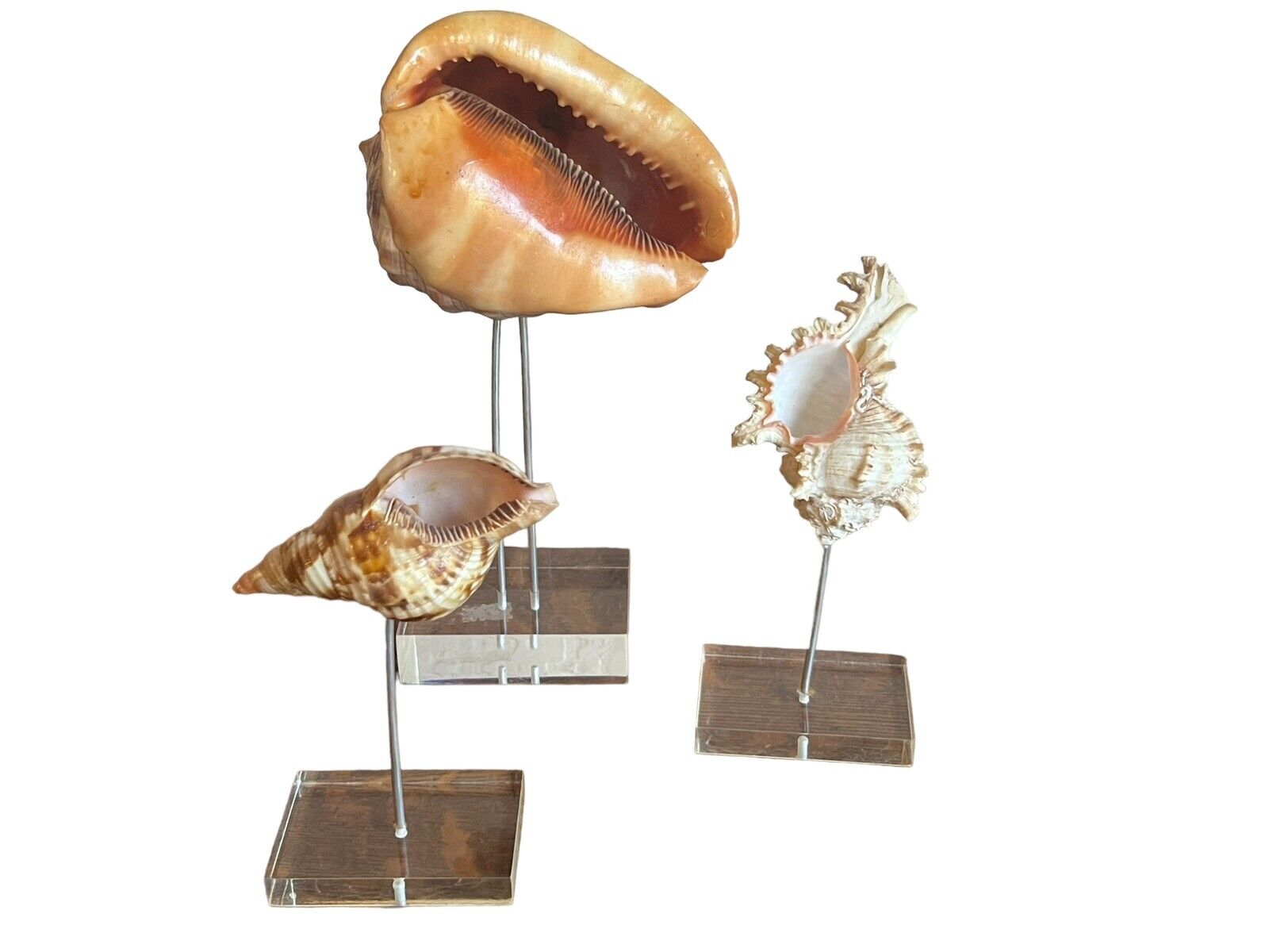 Three Vintage Seashells on Lucite Stands