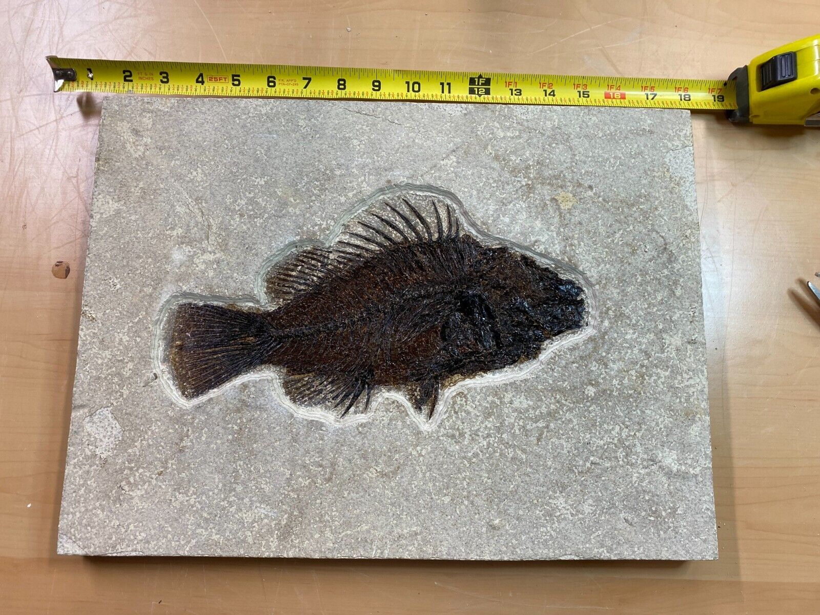 Fossil Priscacara from the 18 inch layer.  A very rare 11 inch specimen.