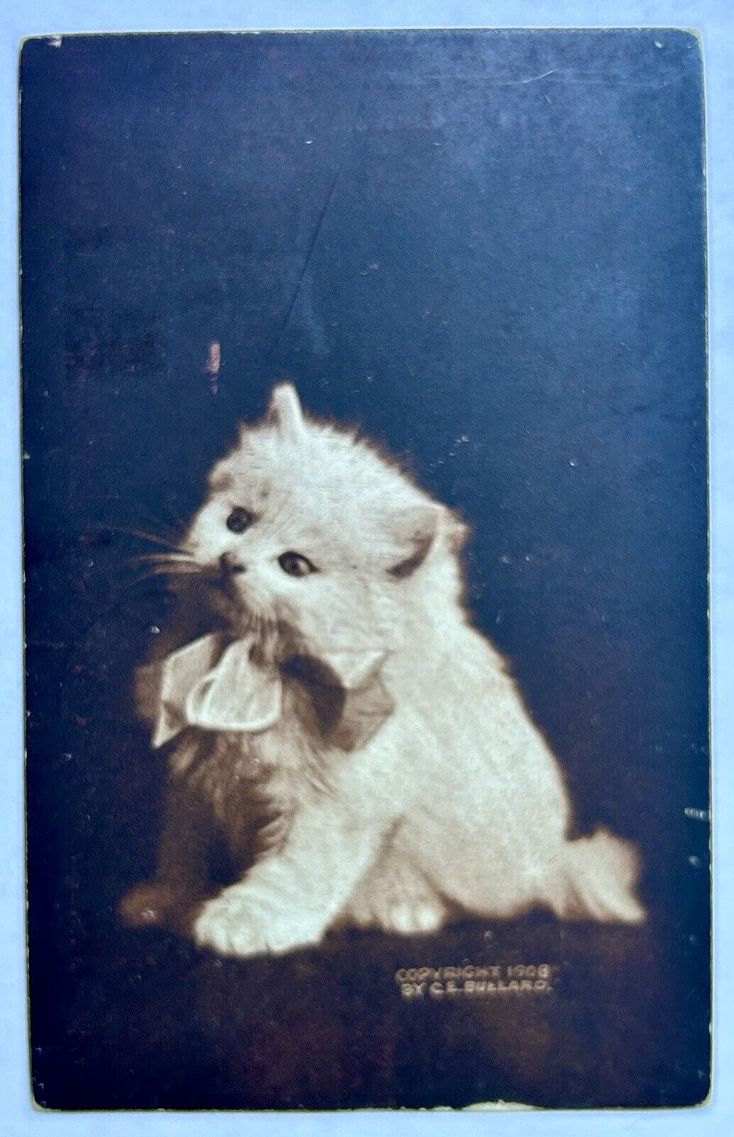 C.E. Bullard White Kitten With Bow Vintage Cat Postcard. 1908