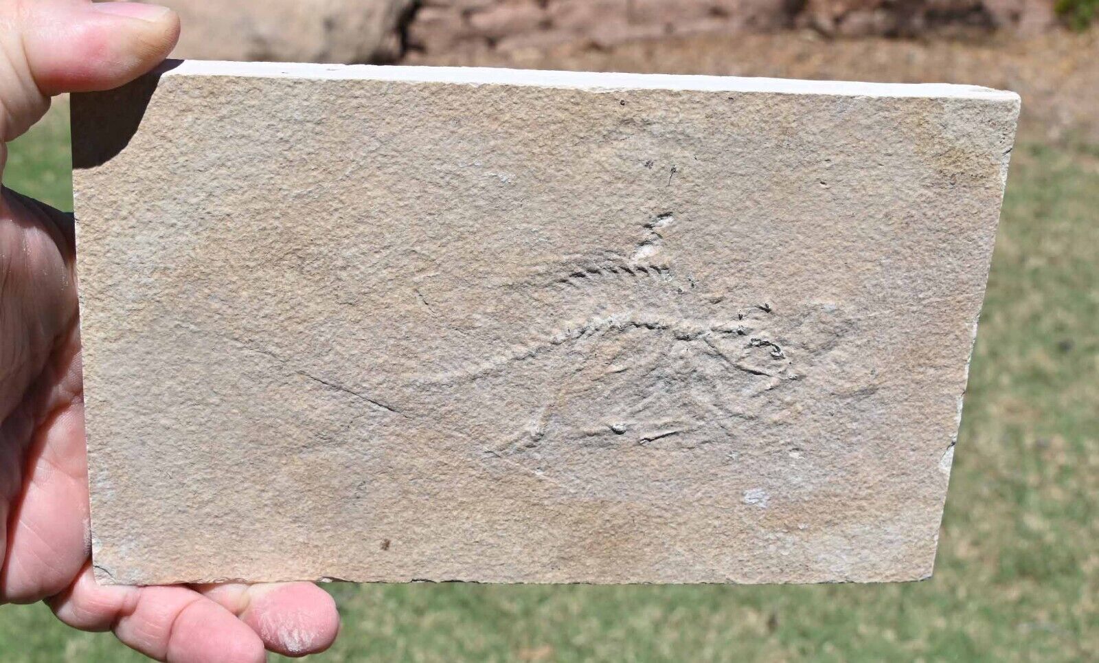 Unprepped Fossil Fish Priscacara liops ,- GRF, Wyoming, U.S.A. #1