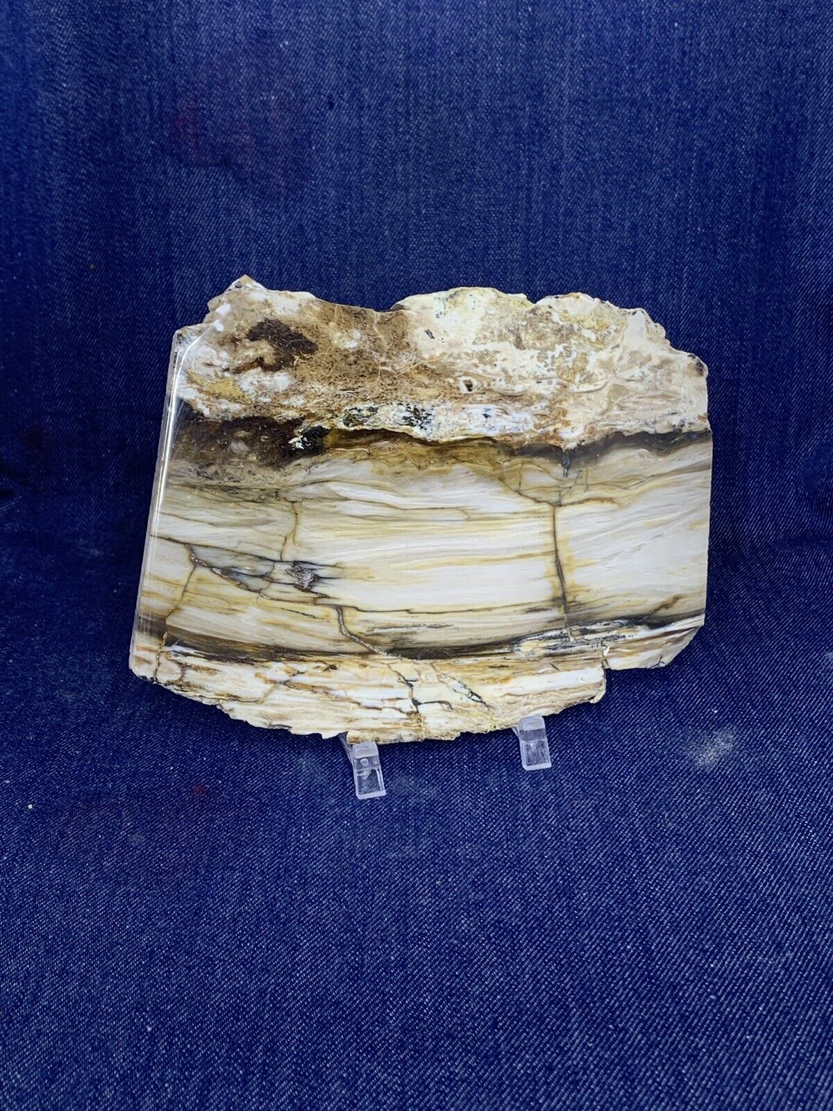 Petrified Wood, Display Piece ( Nevada ) Polished