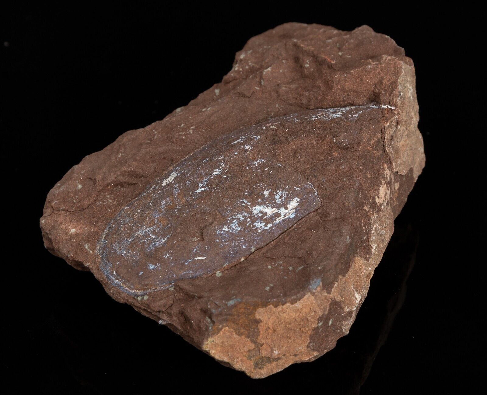 RARE Devonian fish 1.09 lbs Pteraspids Podolaspis fossil #6510T - UKRAINE