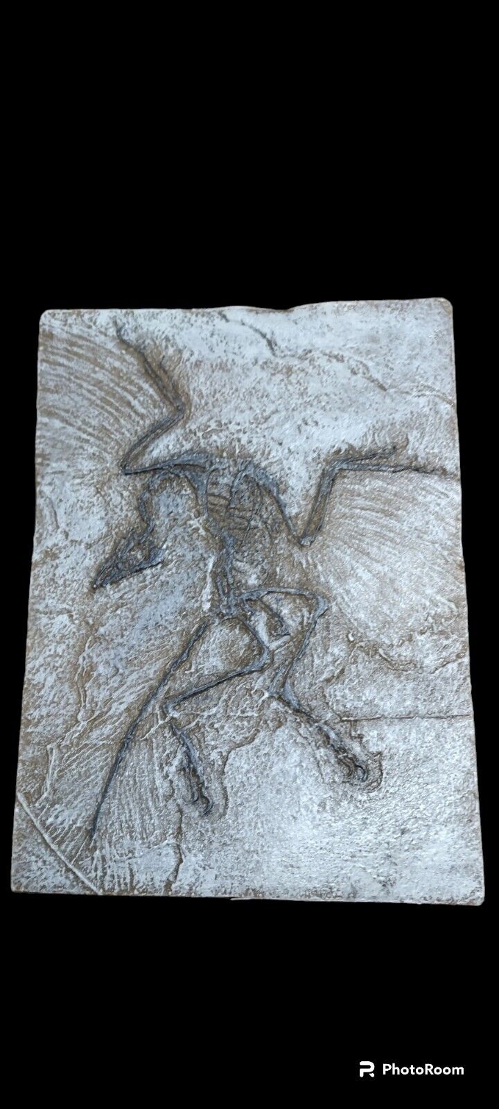 archaeopteryx Lithographica fossil replica