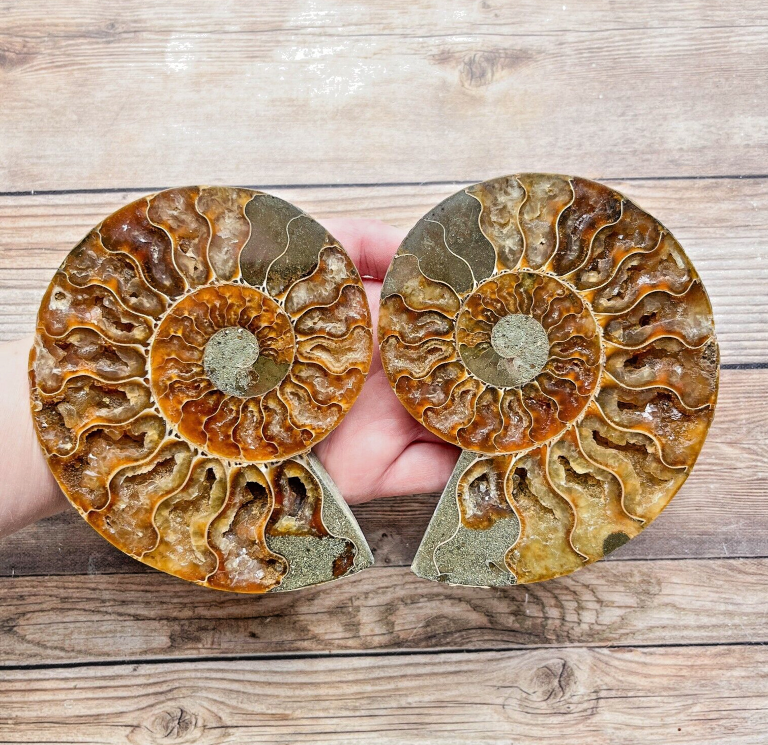 Ammonite Fossil Pair with Calcite Chambers 446g, Polished