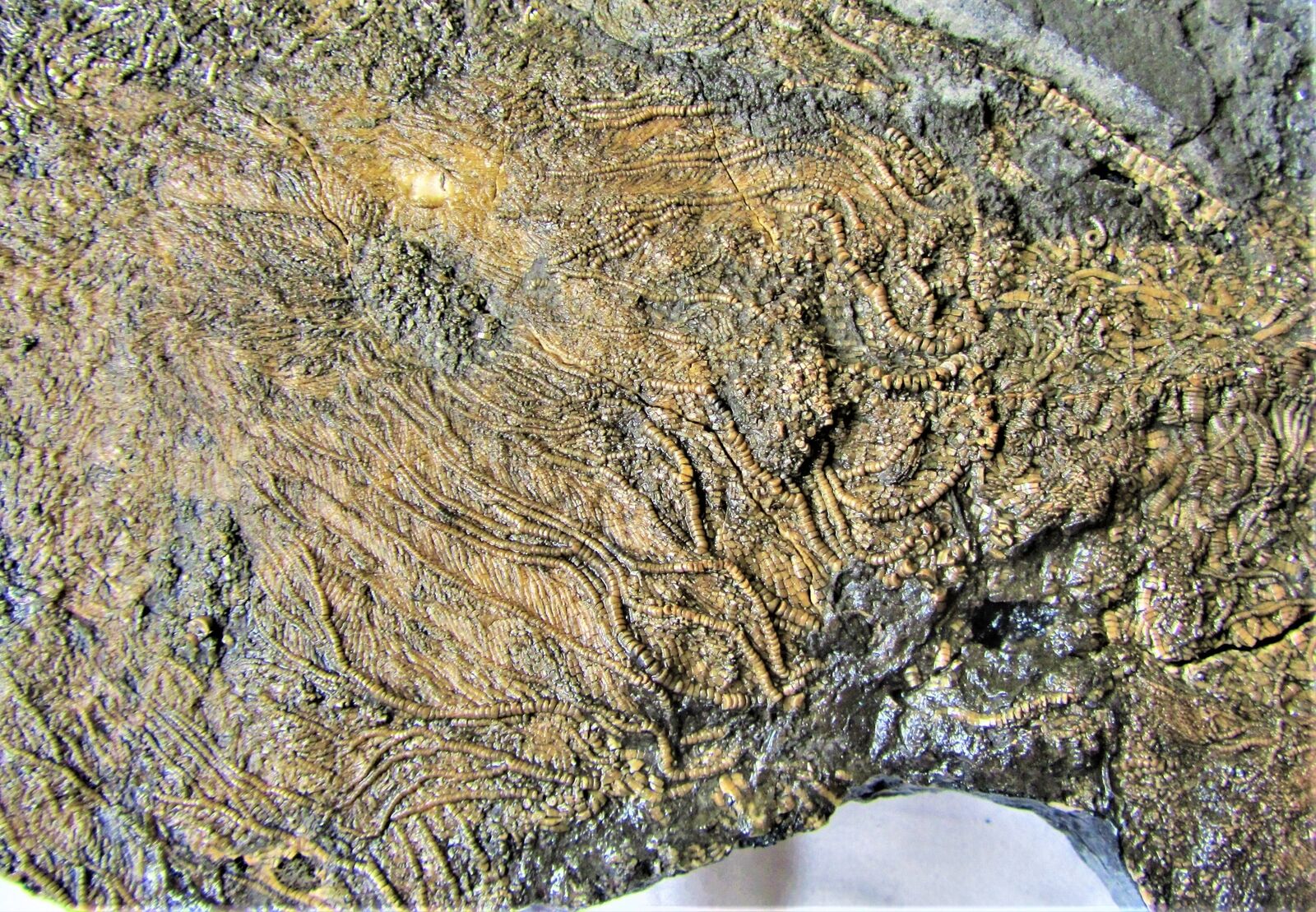 Huge 265mm uncommon crinoid colony Pentacrinites Charmouth Jurassic Coast UK