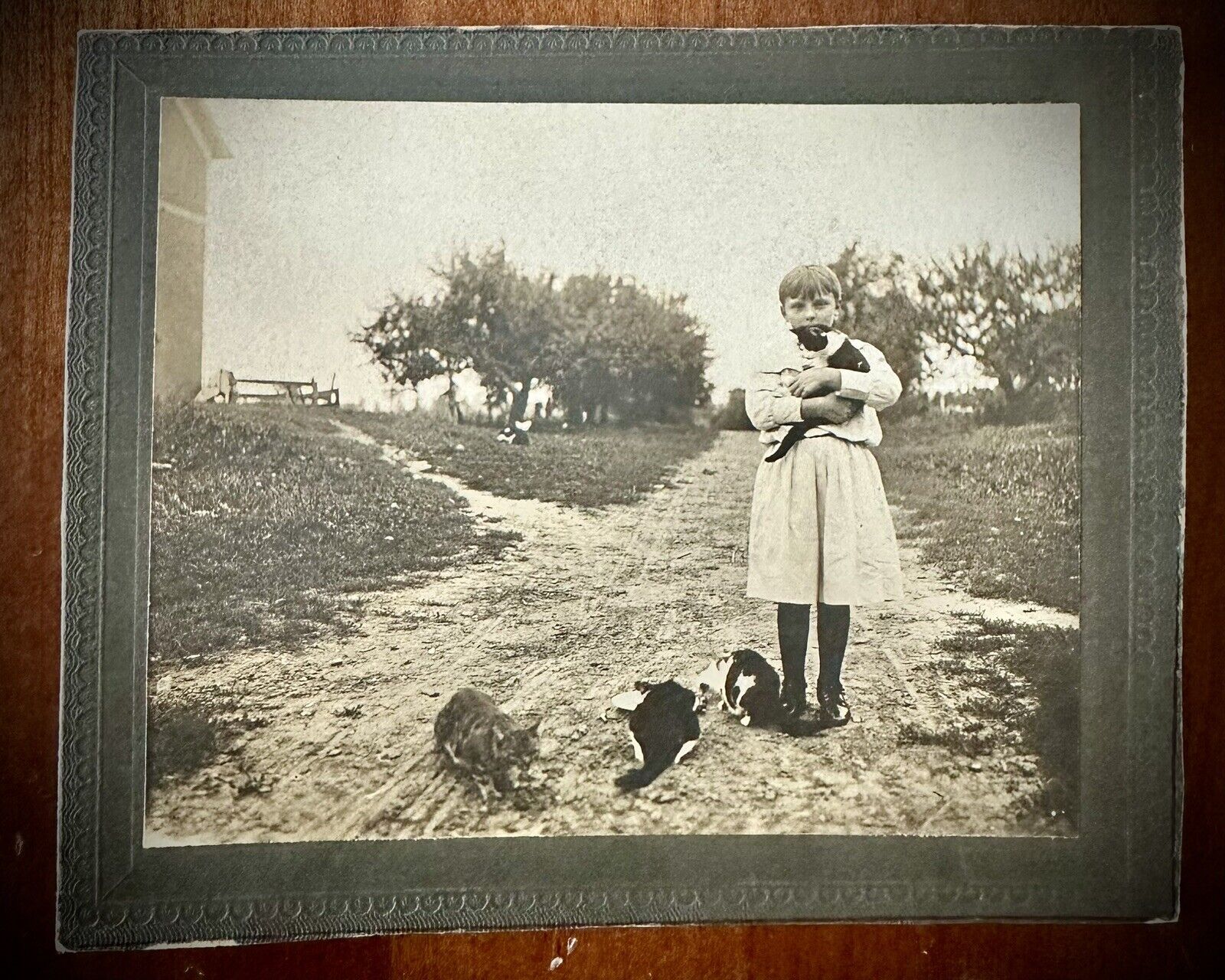 Cute Antique Cabinet Card Photo Little Girl Holding Kitten & Cats 1800s 1900s