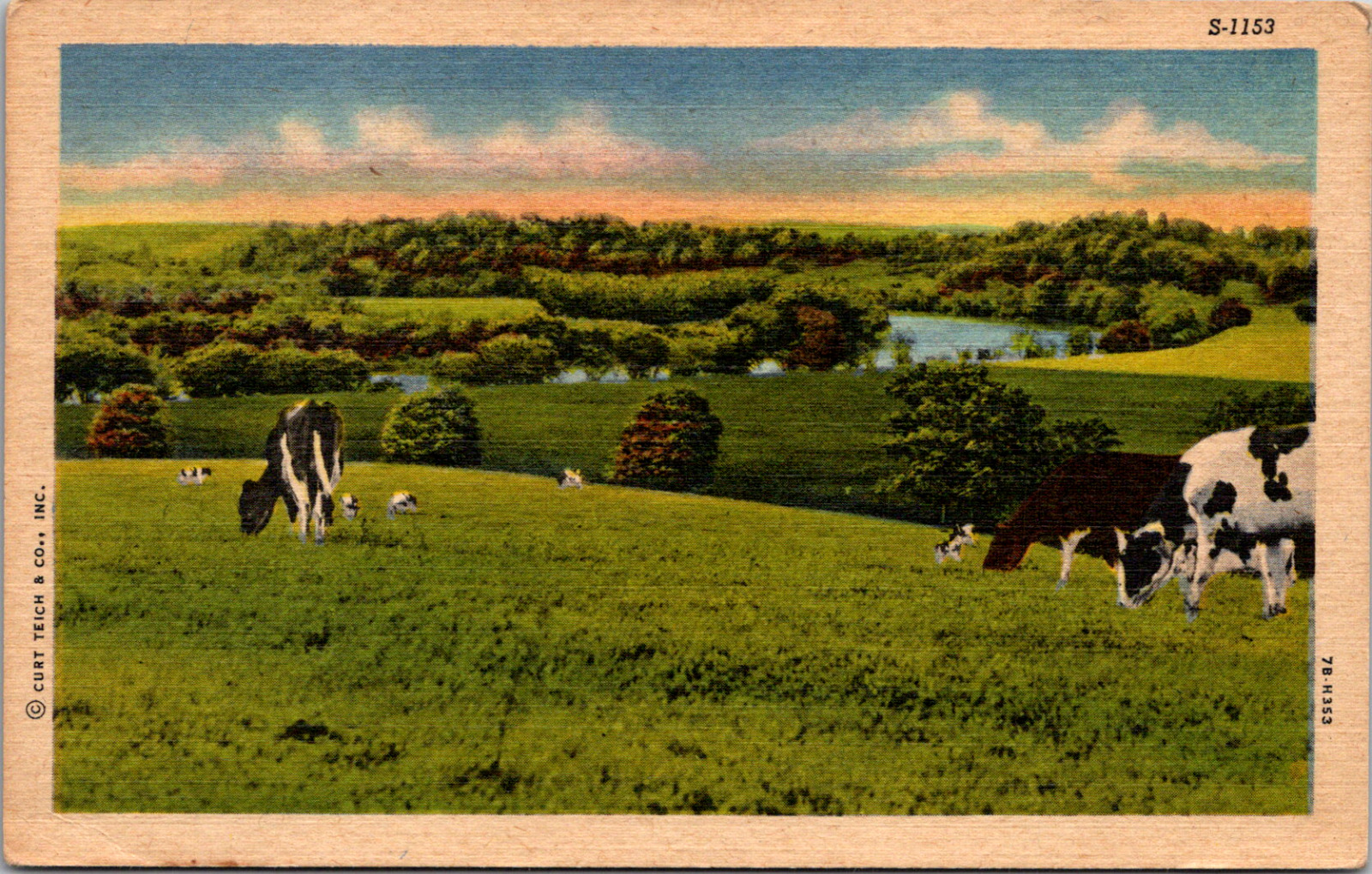 Holstein Cows Grazing in Fairfield Alabama Vintage C. 1930\'s Postcard