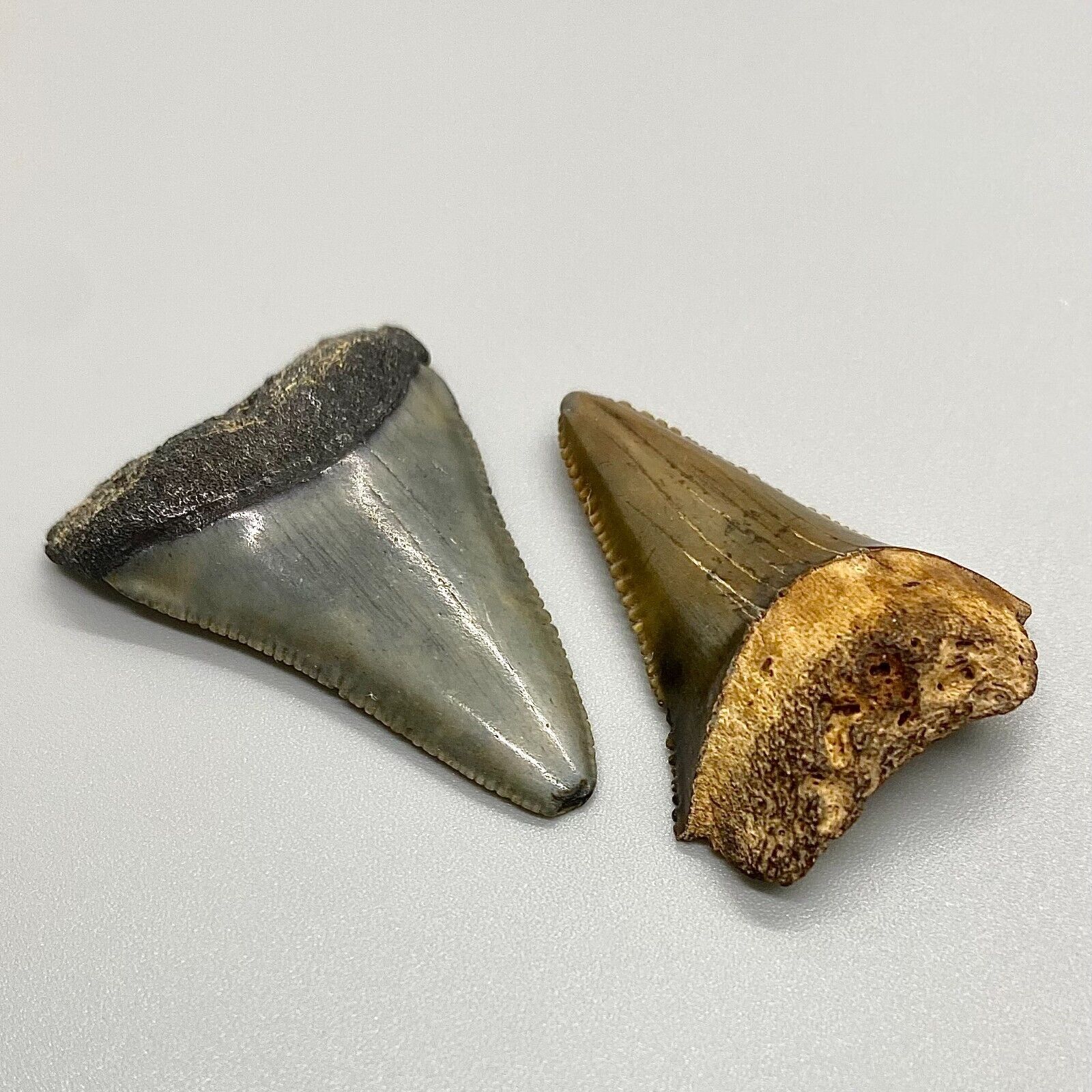 Pair of colorful, serrated Fossil GREAT WHITE Shark Teeth - St. John's- FL