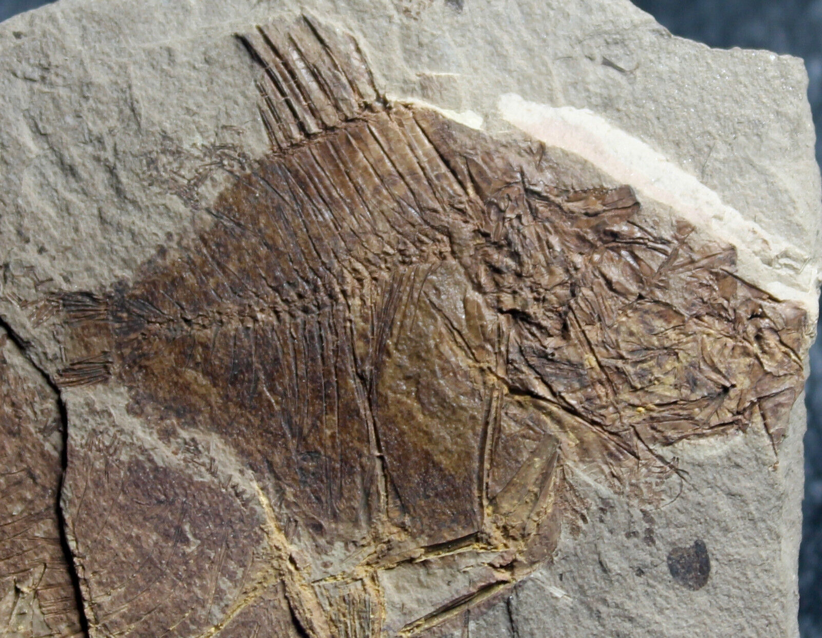 Capros radobojanus - Beautiful Oligocene fossil fish