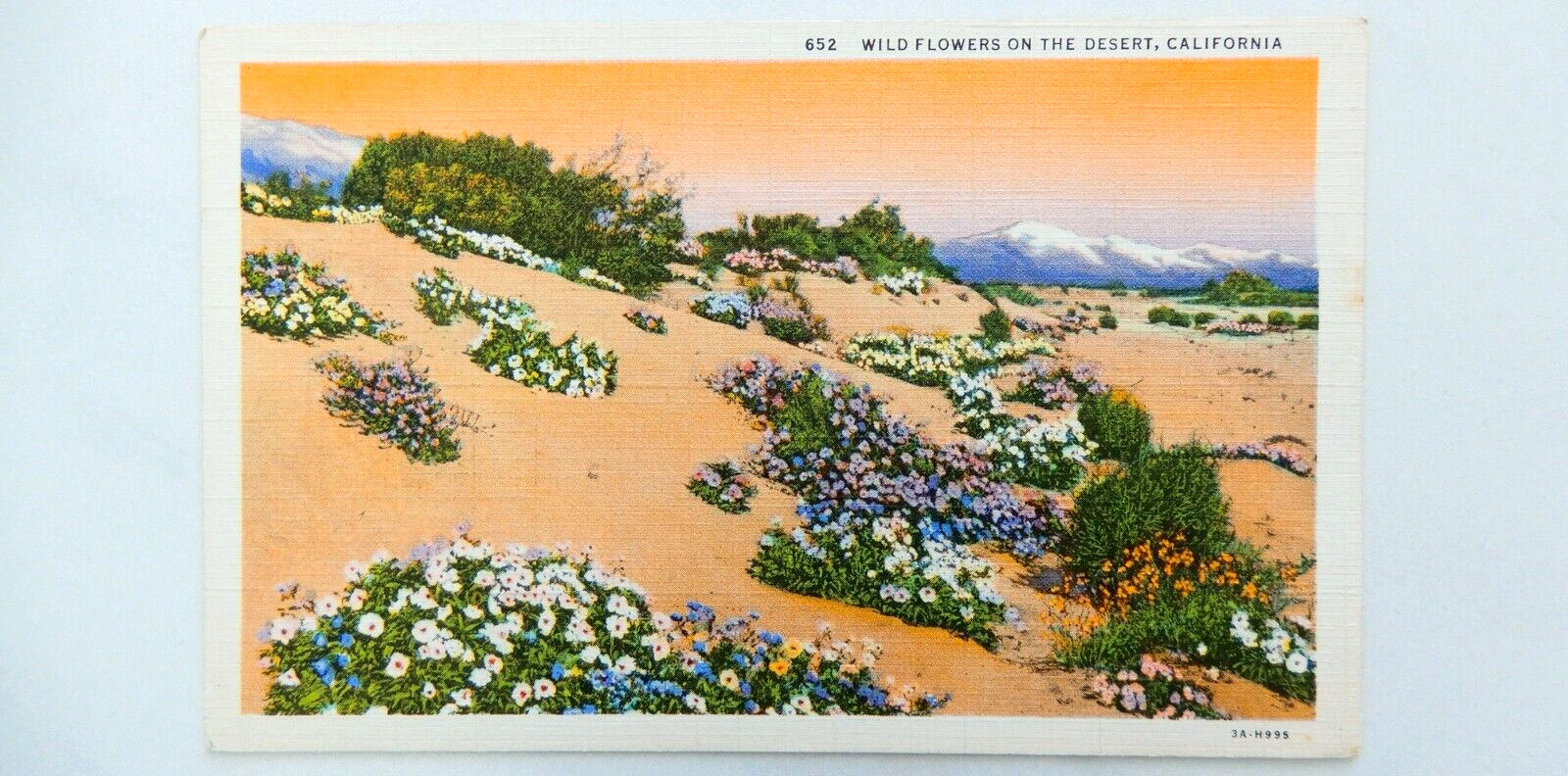 Desert Wild Flowers California Postcard Vintage Linen Unused Mountains Nature