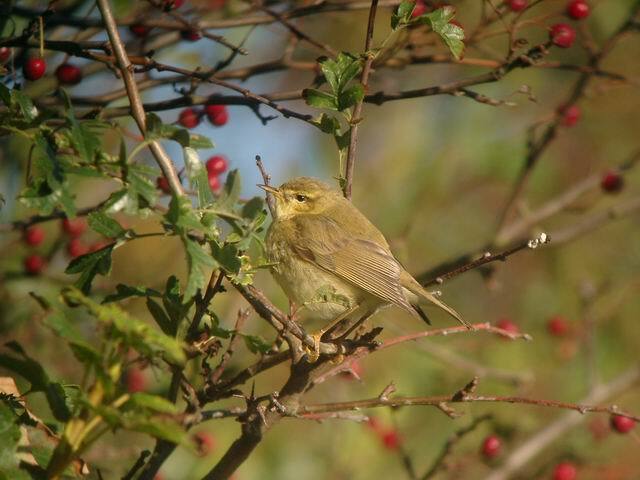 Photo 6x4 Willow Warbler (Phylloscopus trochilus) Kilnsea A large number  c2003