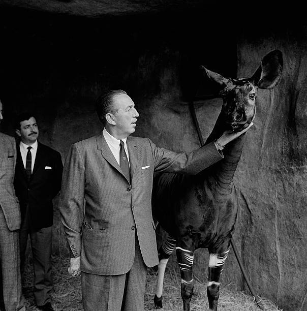 Walt Disney with an okapi during his visit at the zoo of Vincennes 1960 Photo