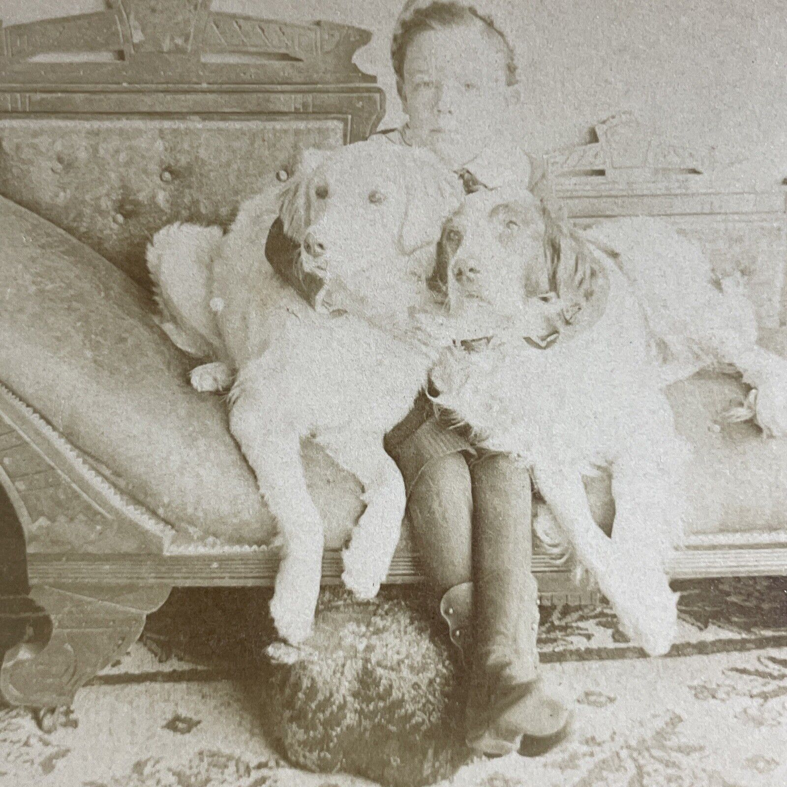 Antique 1891 Boy Hugs His Two Dogs On Couch Stereoview Photo Card P4634