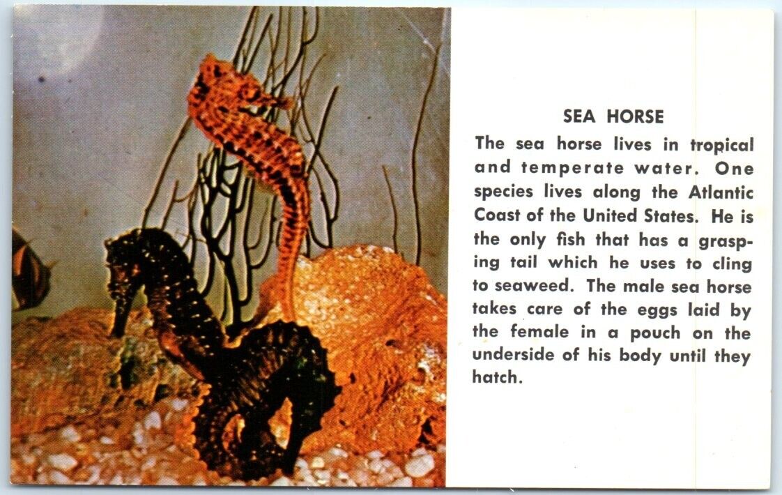 Postcard - Sea Horse