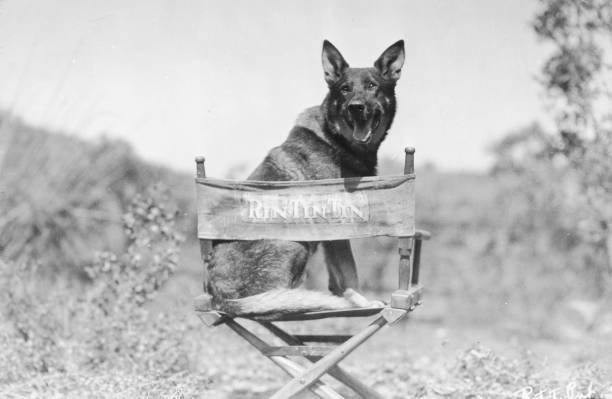 Portrait of the canine actor Rin Tin Tin a German Shepherd sitt- 1925 Old Photo