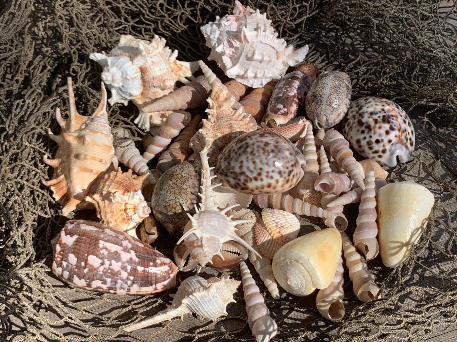 Large Beautiful Seashells Sea Shells 1 Kilo Best Value & Price 