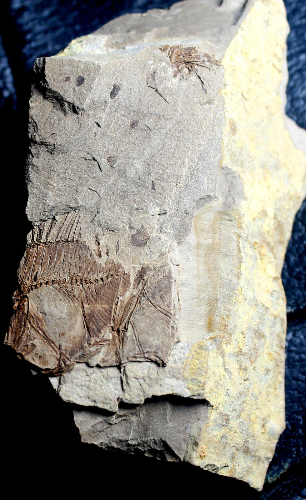 Capros radobojanus - Oligocene fossil fish