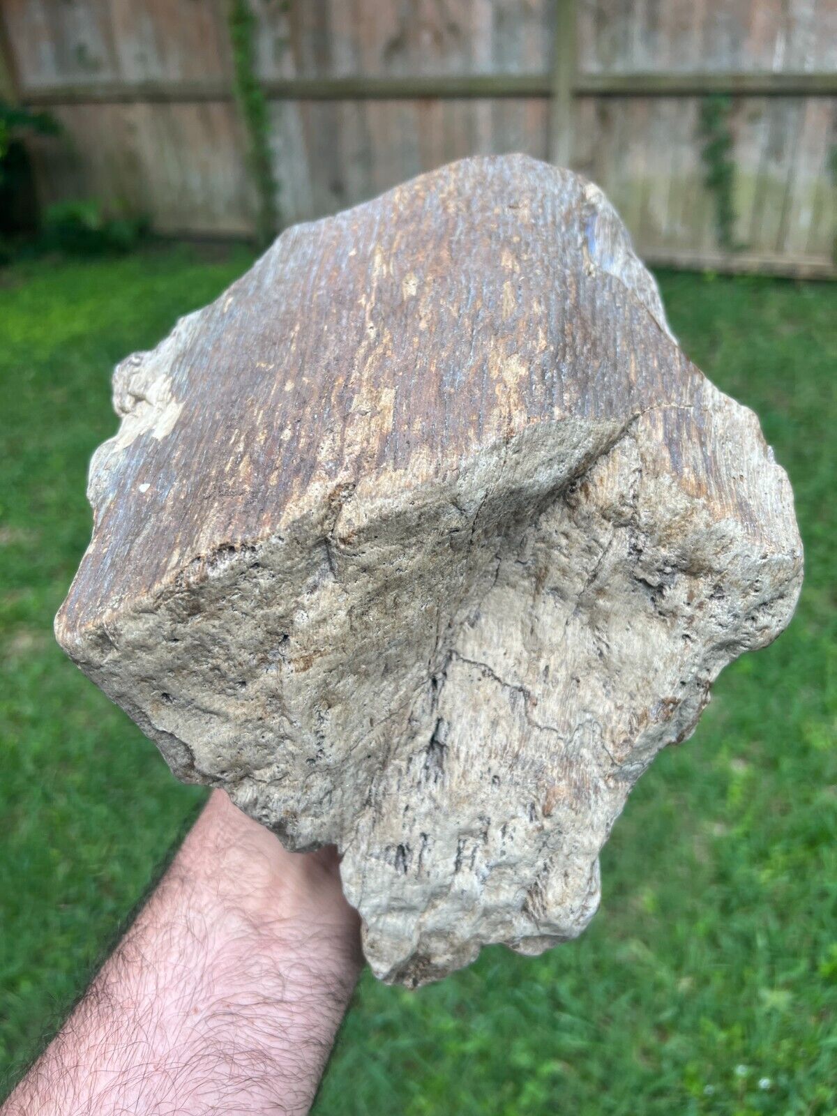 Texas Petrified Oak Wood 10x7x4 Unique Natural Detailed Log Manning Formation