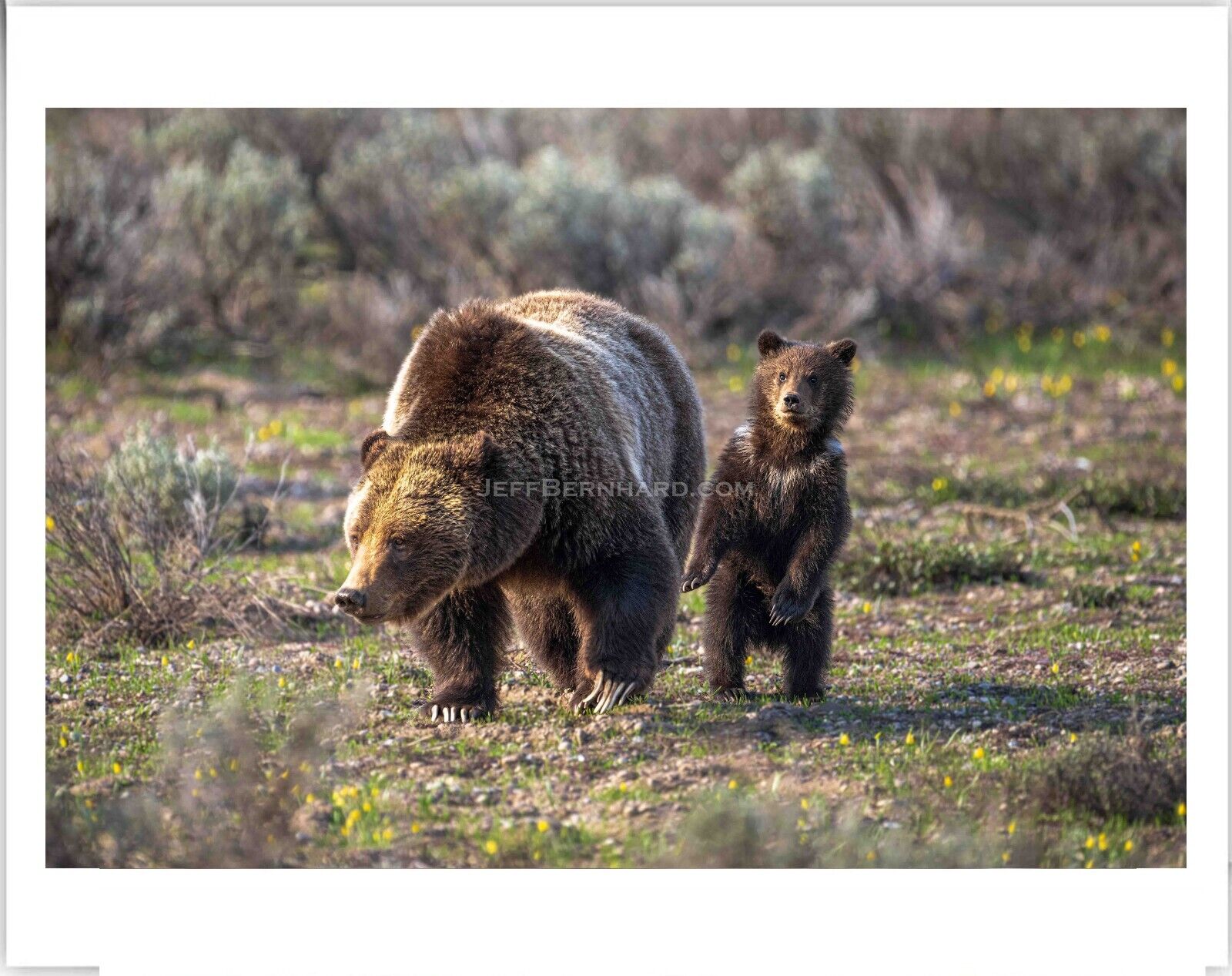 Grizzly Bear 399 with COY 2023 Limited Edition Photo 8x10 Matted for 11x14