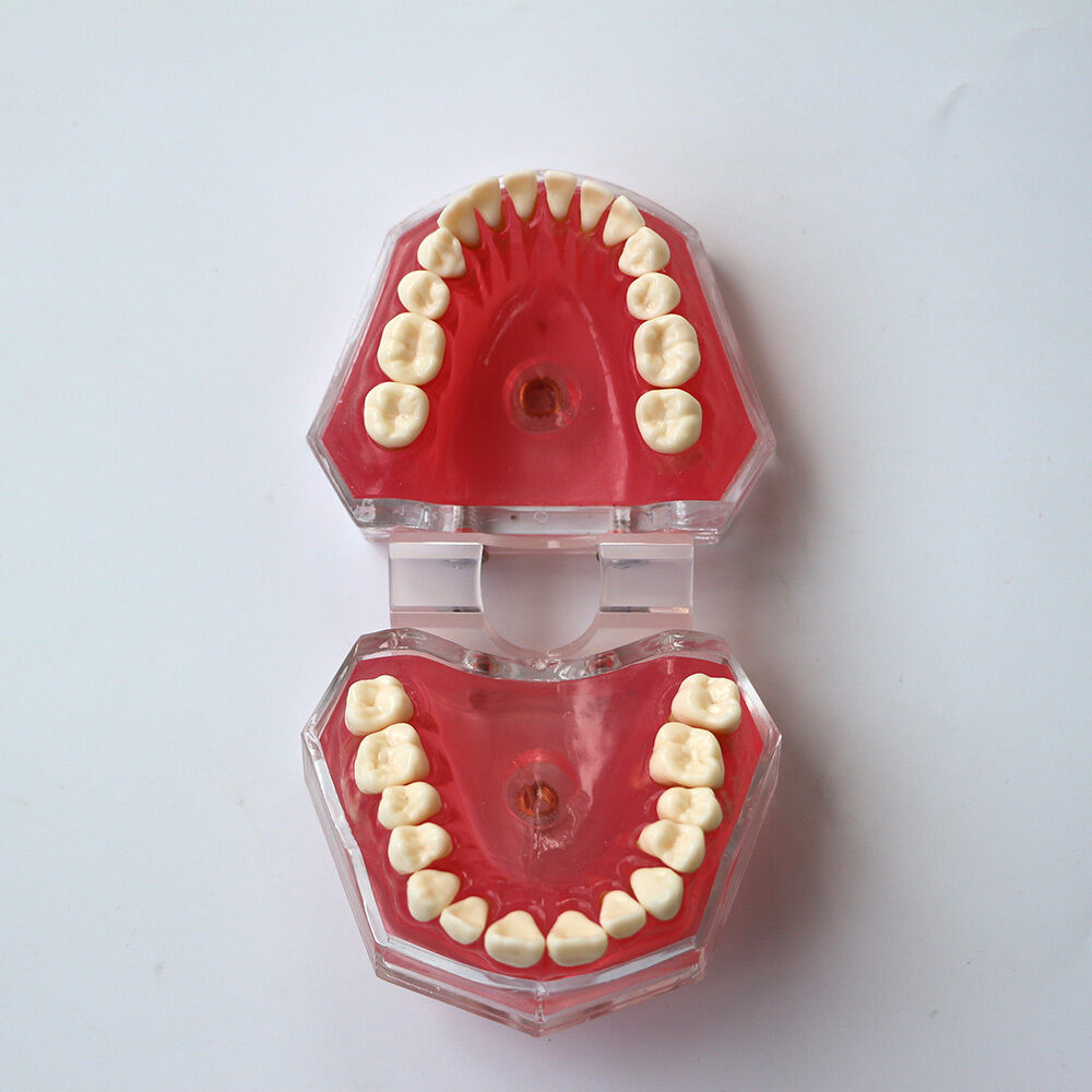 Dental orthodontic standard plastic teeth model 4004# with 28 removeable teeth