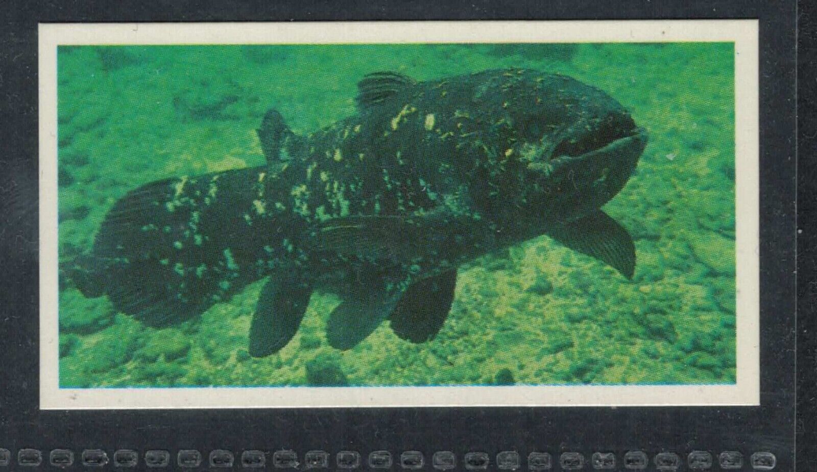 COELACANTH - LIVING FOSSILS - 35 + year old English Trade Card # 28