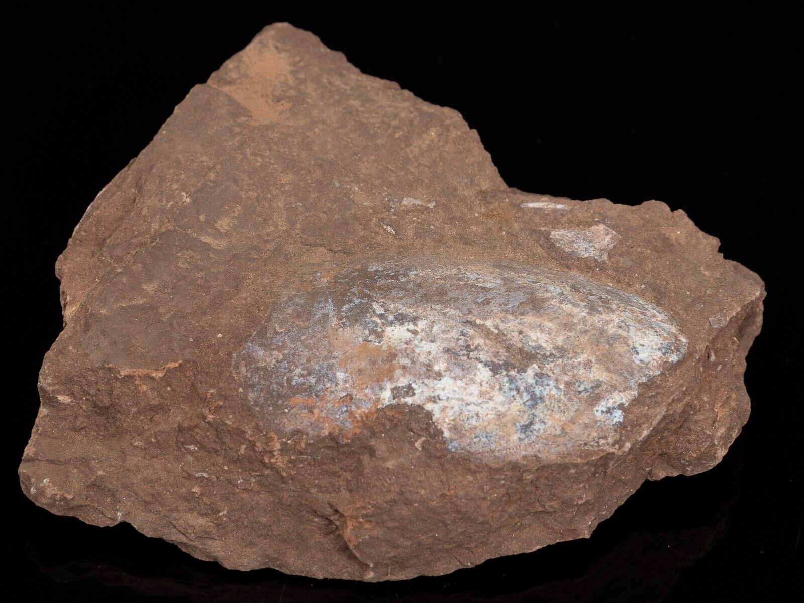 RARE Devonian fish 1.18 lbs Pteraspis sp. fossil specimen #6502T - UKRAINE